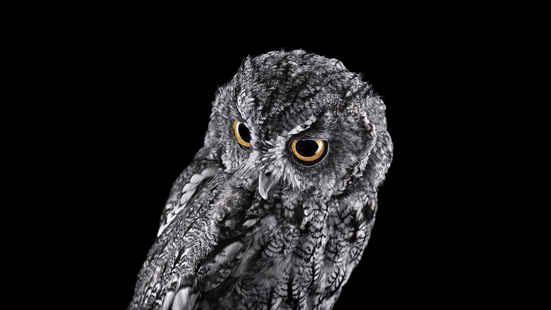 simple background, birds, animals, owl, 1080P, nature, photography, HD Wallpaper