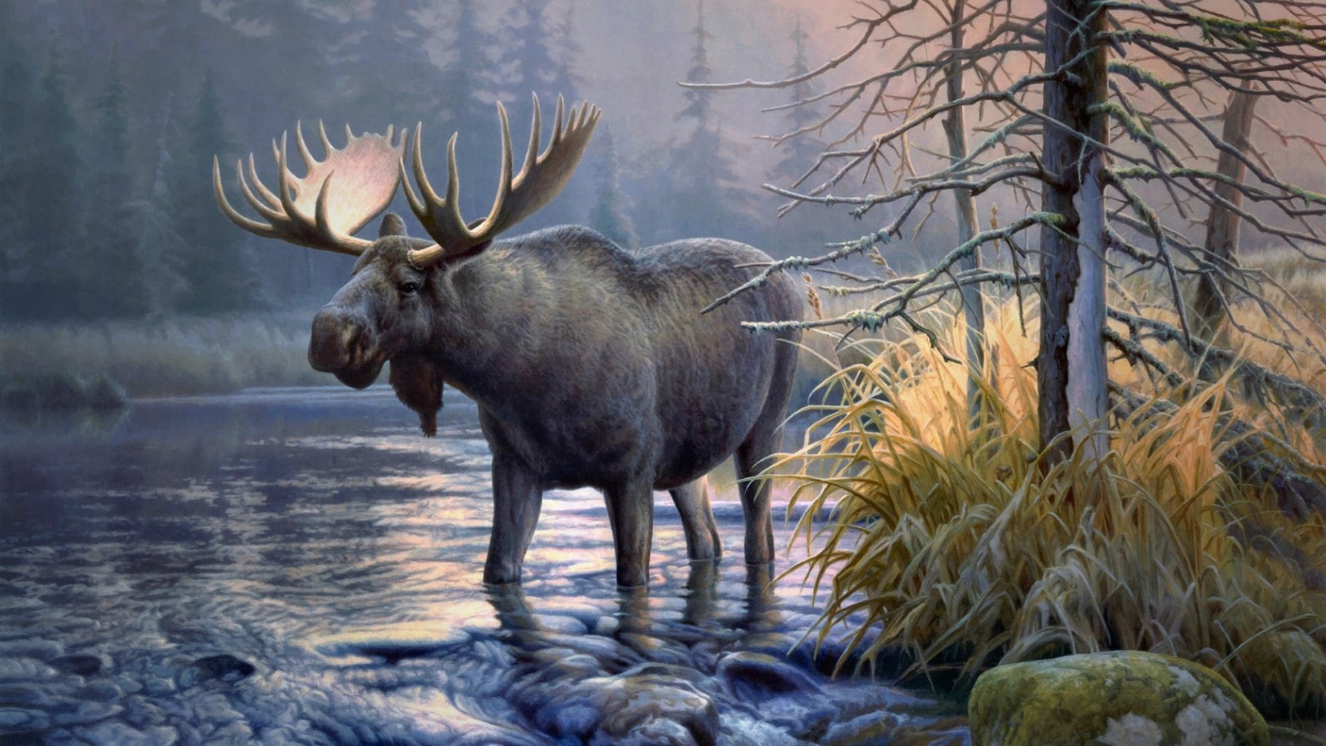 moose, elk, 1080P, animals, HD Wallpaper