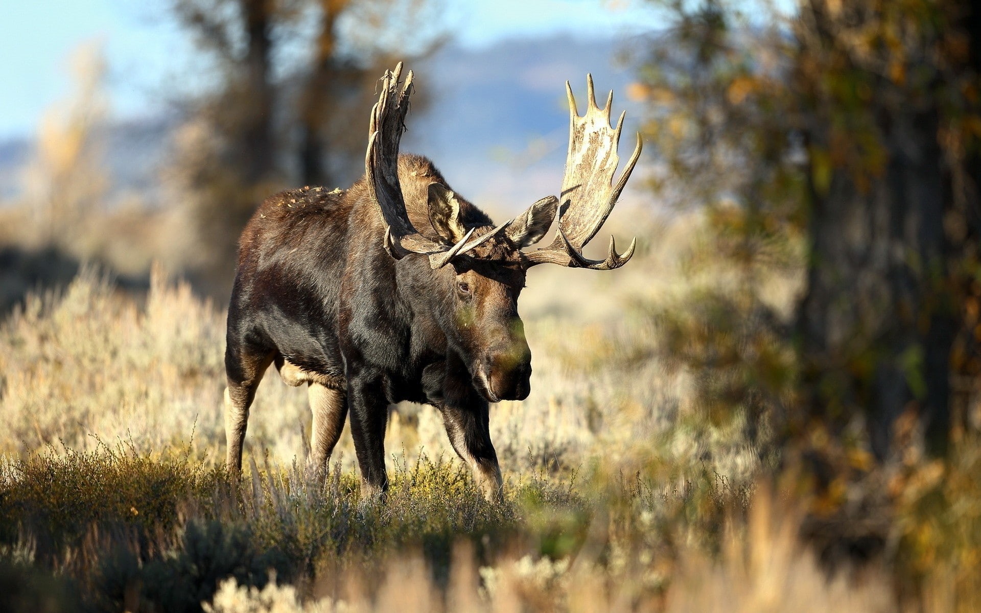 animals, wildlife, elk, moose, nature, 1080P, HD Wallpaper