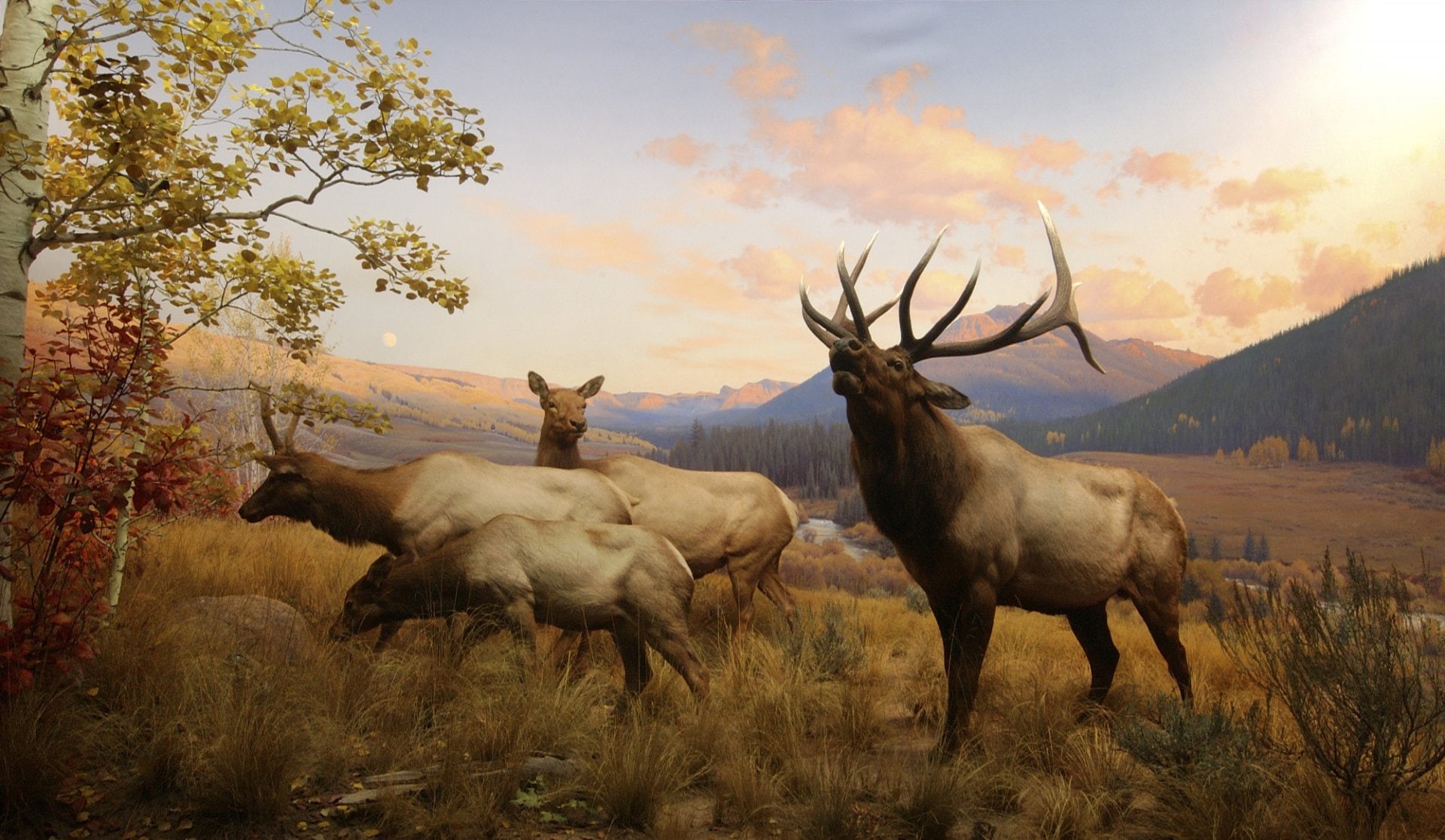 1080P, Animal, Elk, HD Wallpaper