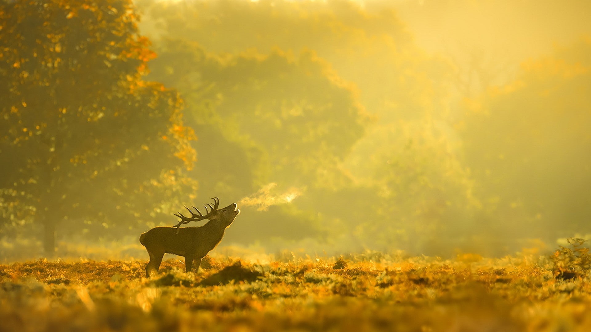 land, day, animal themes, forest, selective focus, field, landscape, tree, cloud - sky, sunset, one animal, outdoors, animal, animal wildlife, plant, deer, HD Wallpaper