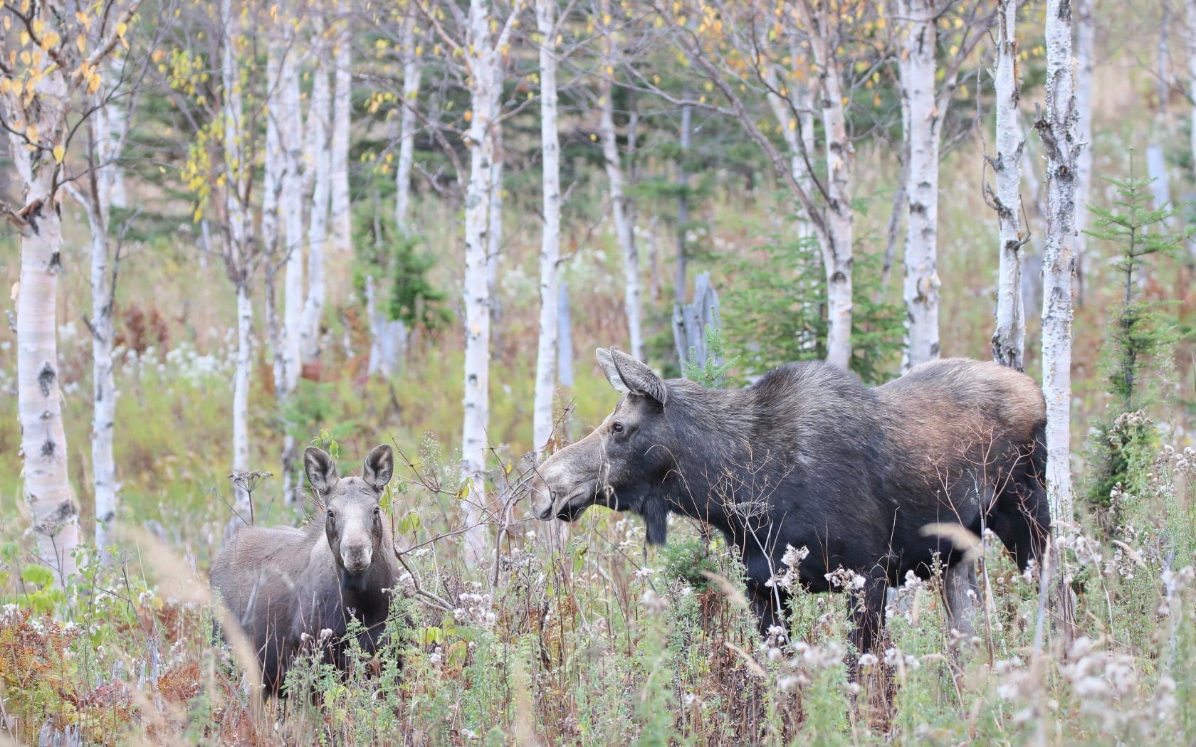 vertebrate, 720P, outdoors, group of animals, woodland, elk, animals in the wild, two animals, forest, plant, nature, tree, no people, female animal, domestic animals, HD Wallpaper
