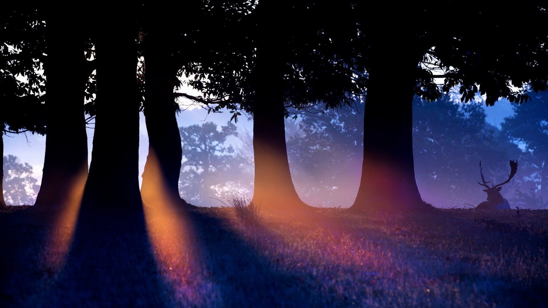 no people, tranquility, scenics - nature, sunset, sun rays, trunk, tree, idyllic, animals, land, environment, 1080P, silhouette, nature, trees, field, HD Wallpaper