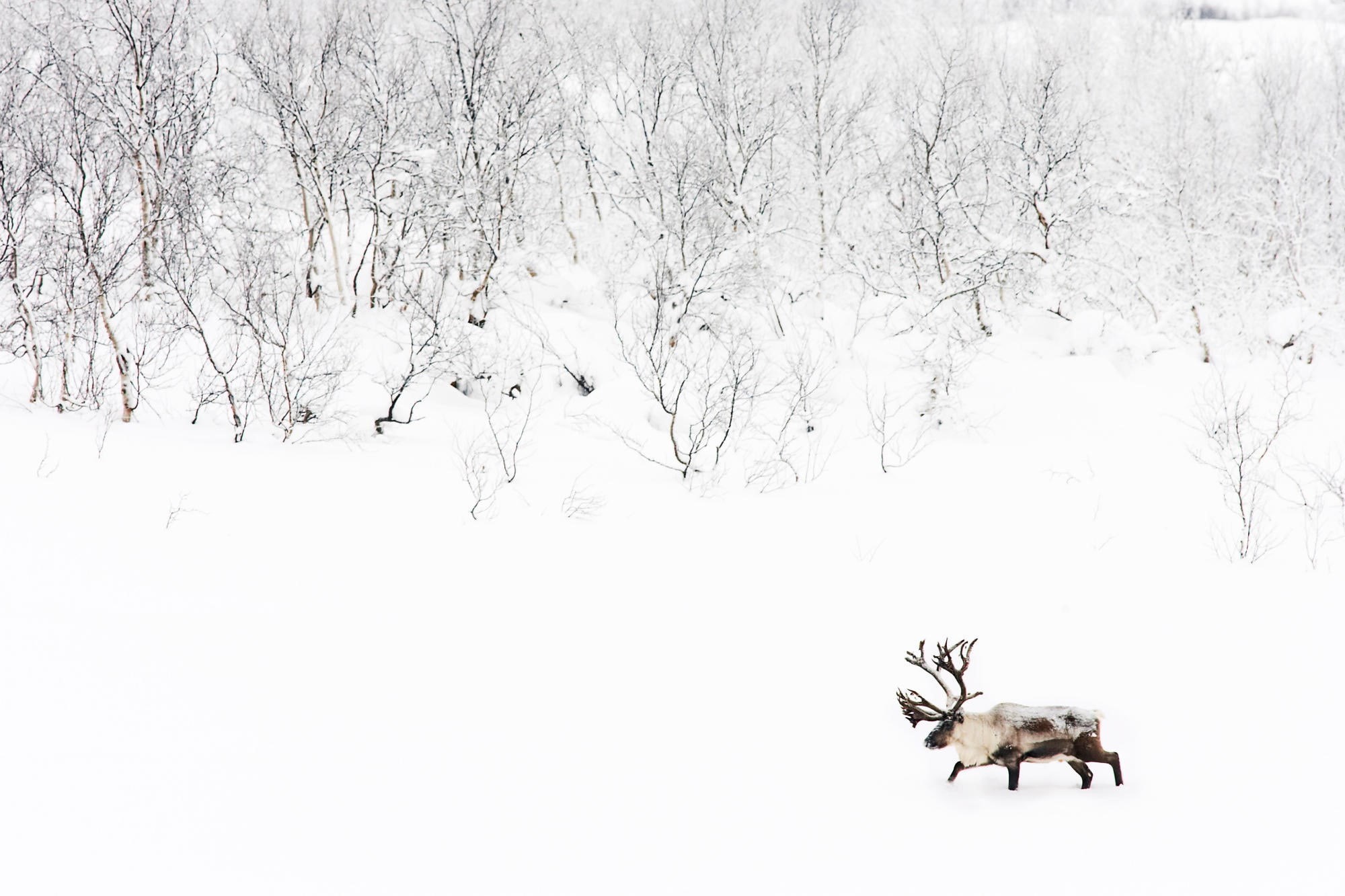 bare tree, elk, environment, white color, beauty in nature, domestic animals, no people, snow, land, animal themes, mammal, animals in the wild, animal wildlife, HD Wallpaper