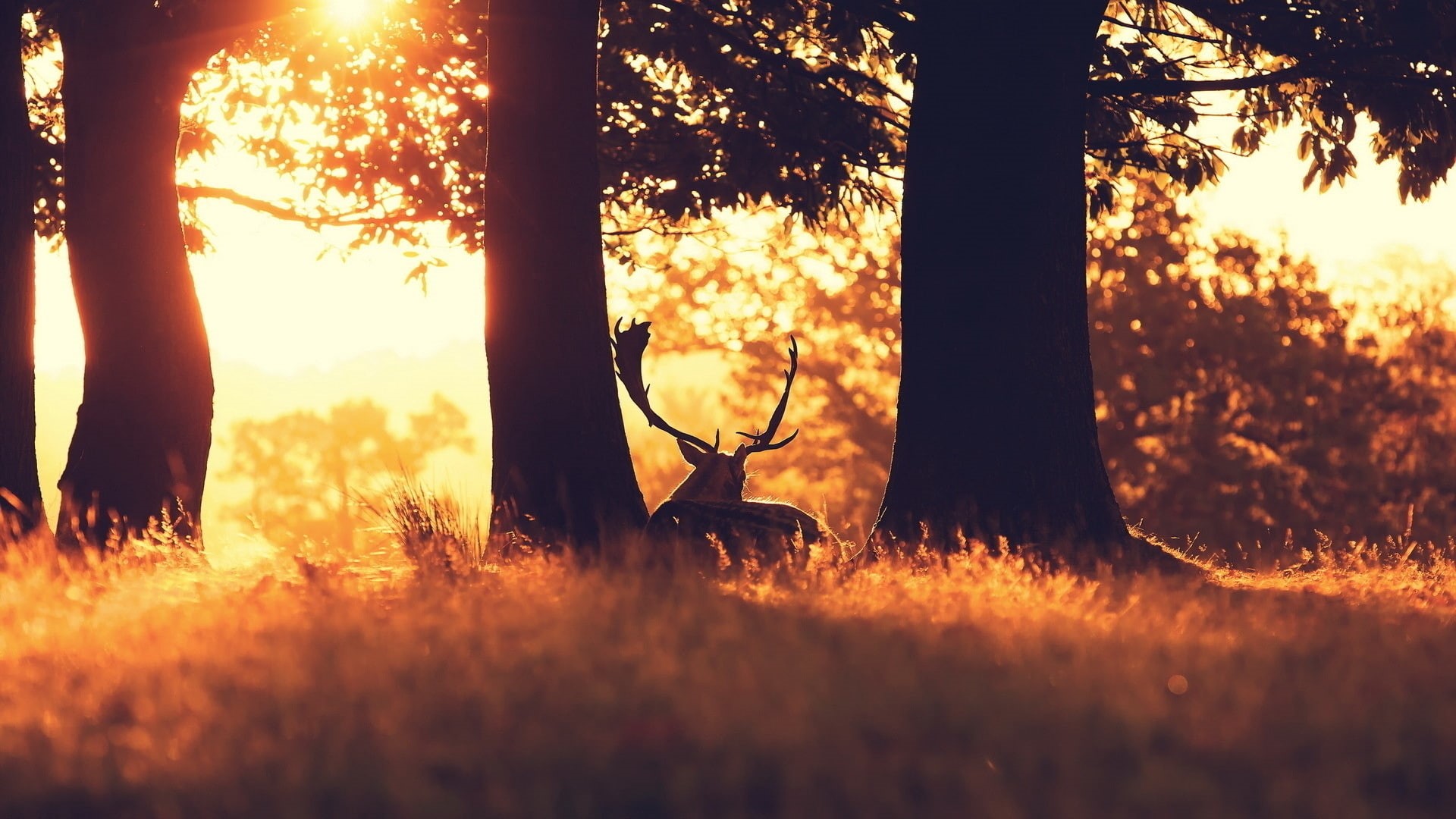 nature, caribou, animals, trees, sun rays, sunlight, 1080P, elk, HD Wallpaper