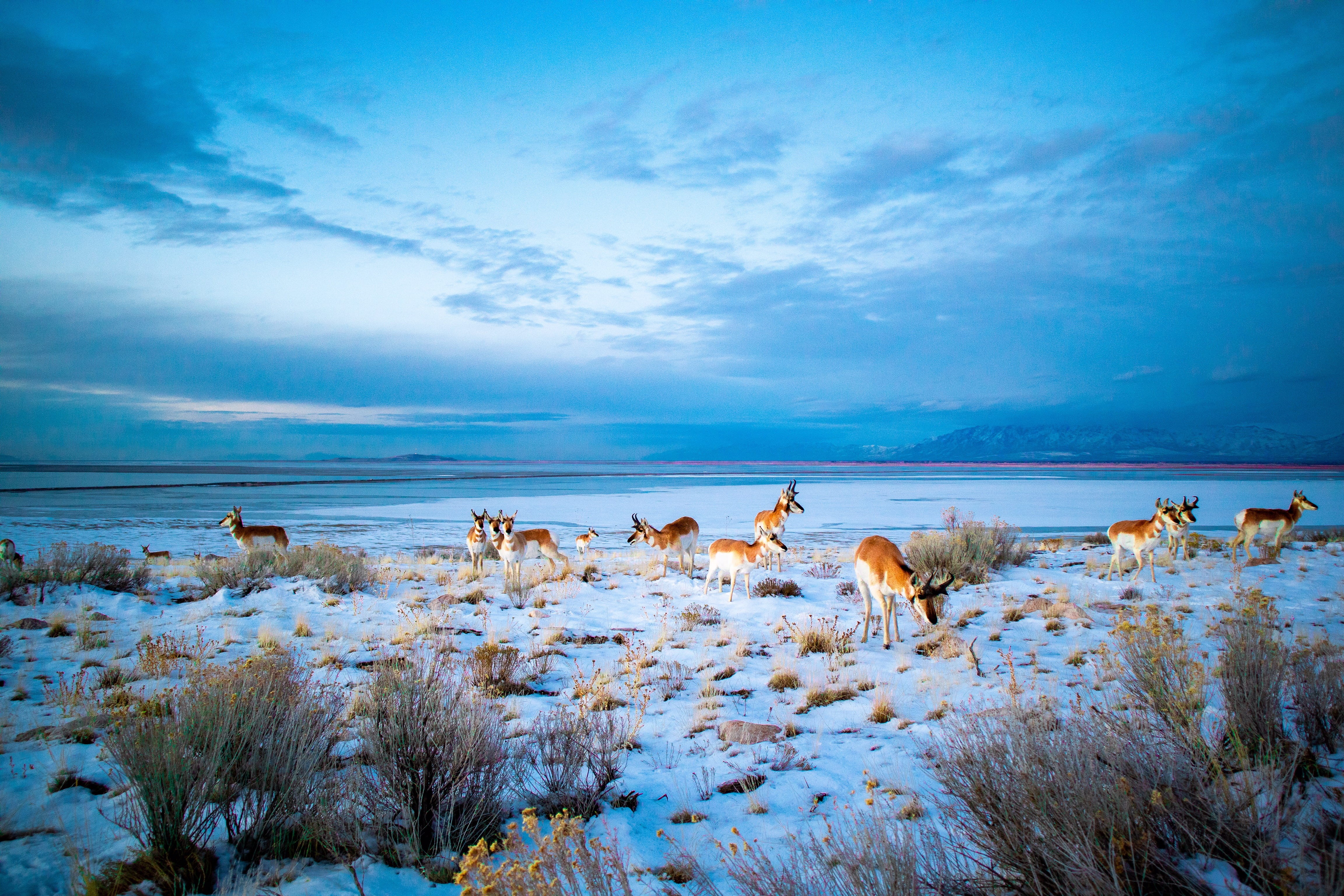 utah, sky, elk, nature, land, mammal, no people, cloud - sky, canine, bongo, snow, booby, deer, herd, animals in the wild, scenics - nature, water, animal wildlife, HD Wallpaper