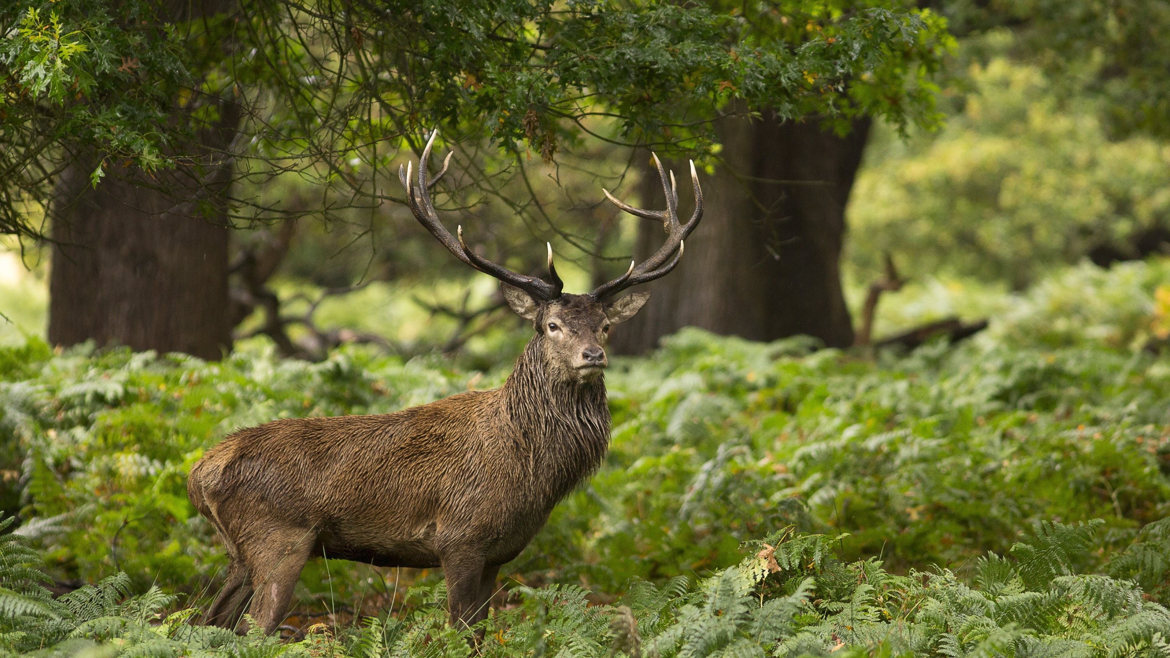 4K, landscape, wildlife, elk, HD Wallpaper