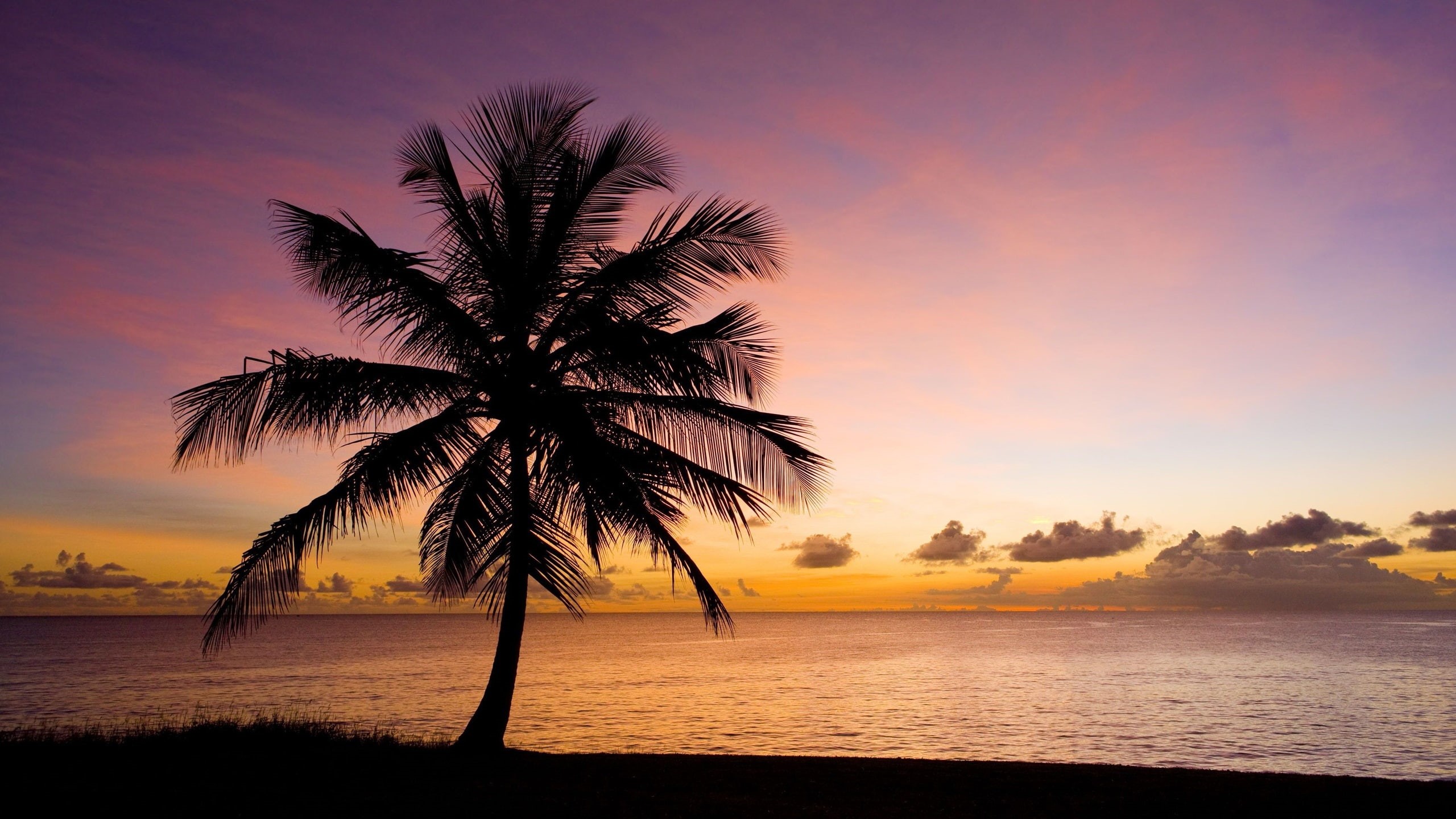 Tree, Sky, Palm, Nature, Sunset, 2K, Beach, Sea, Silhouette, HD Wallpaper