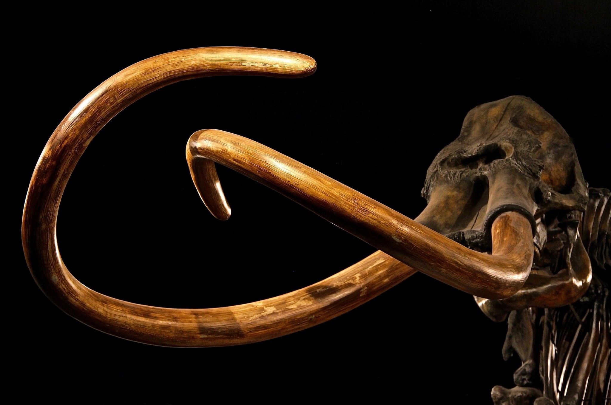 1080P, mammoths, skeleton, Mastadon, animals, black background, HD Wallpaper