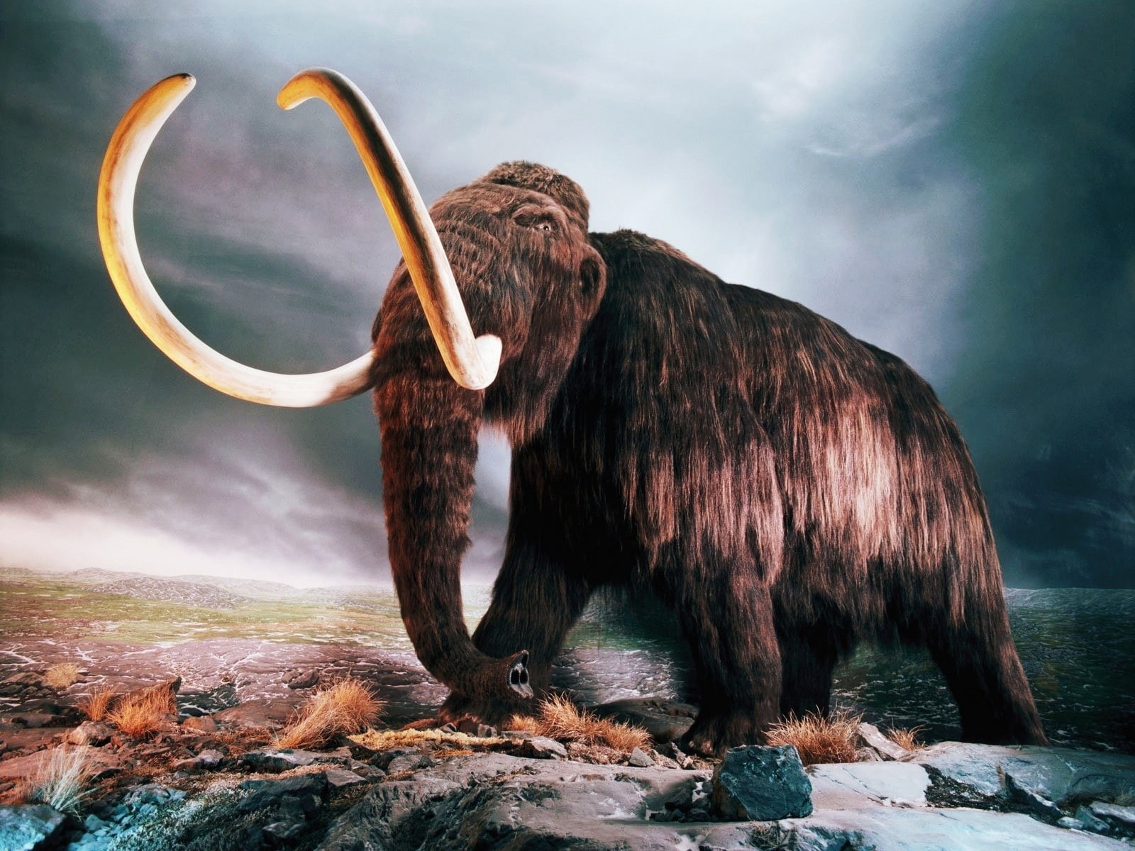 720P, Mammoth, Woolly, brown, HD Wallpaper