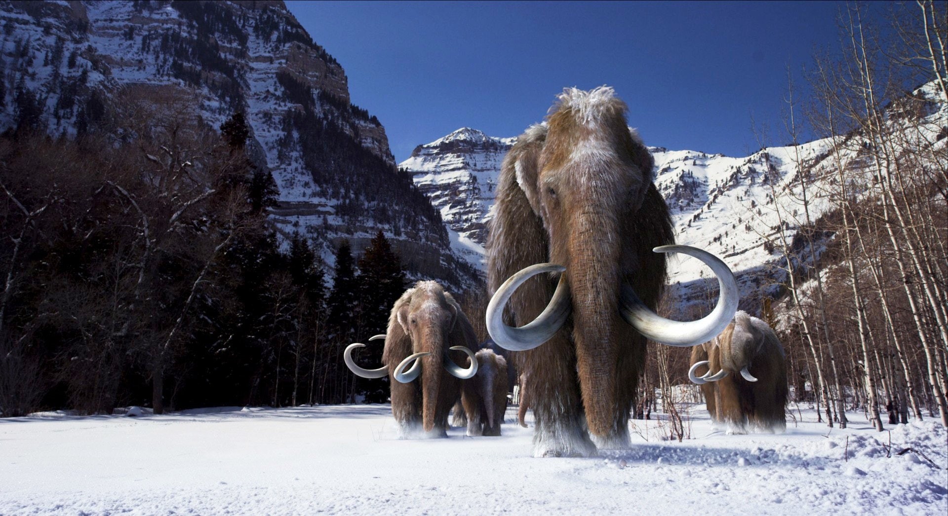 Animal, Mammoth, 1080P, HD Wallpaper