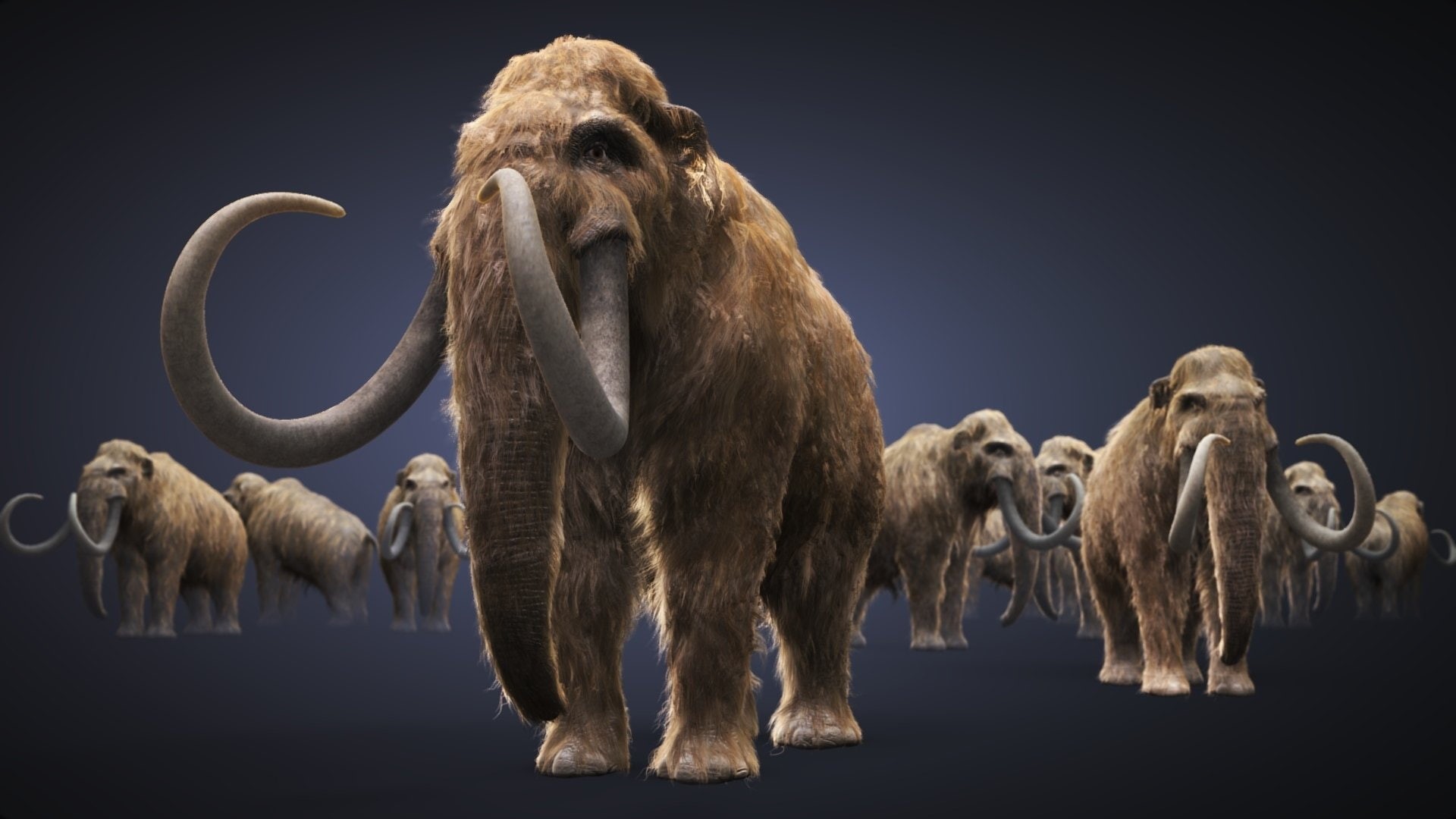 1080P, Mammoth, Animal, HD Wallpaper
