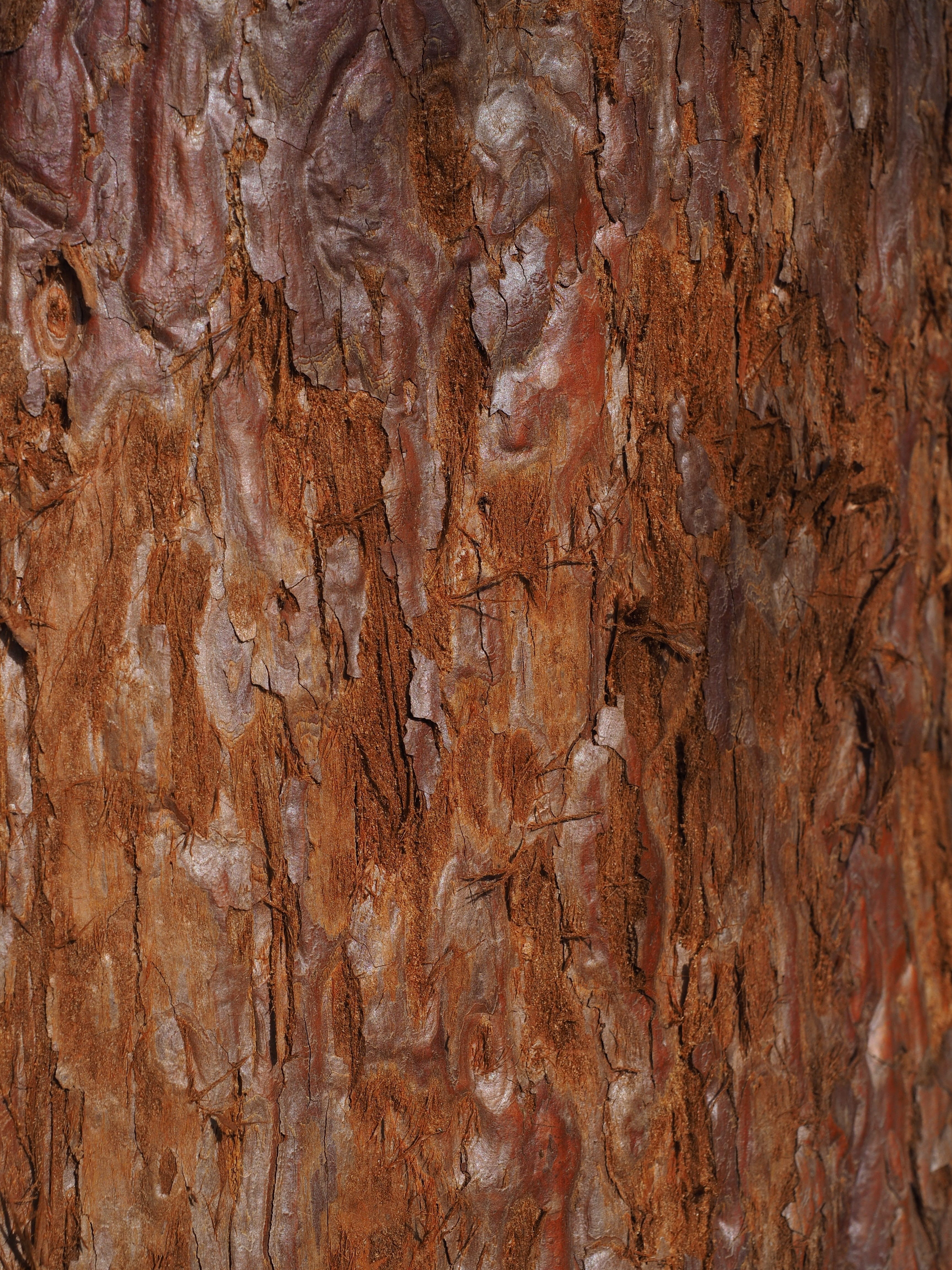 redwood tree bark, close-up, tree, backgrounds, day, rock formation, rock - object, nature, no people, rock, geology, wood - material, textured, brown, Phone HD Wallpaper