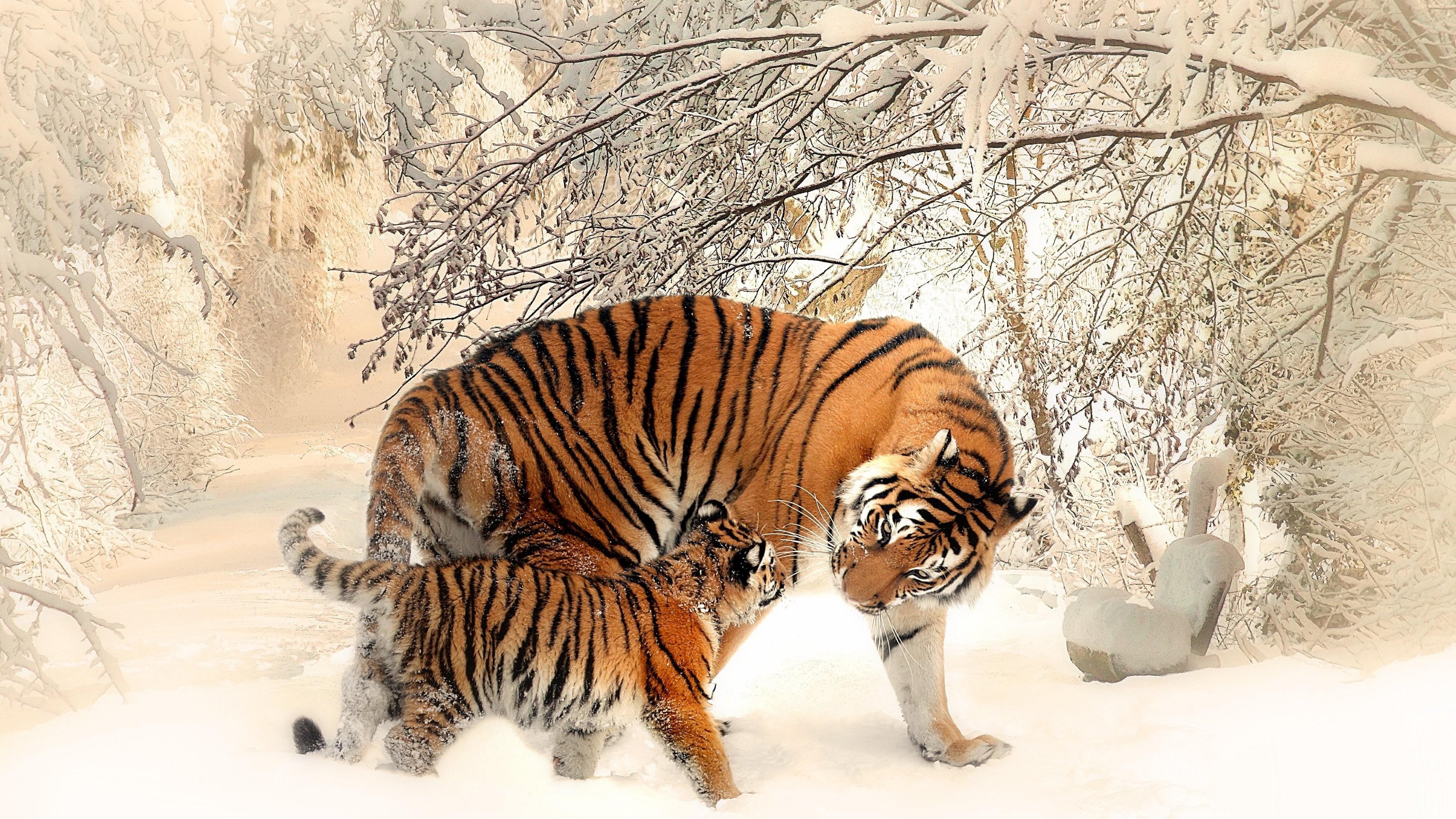 tiger, snow, winter, tigers, 4K, animals, HD Wallpaper