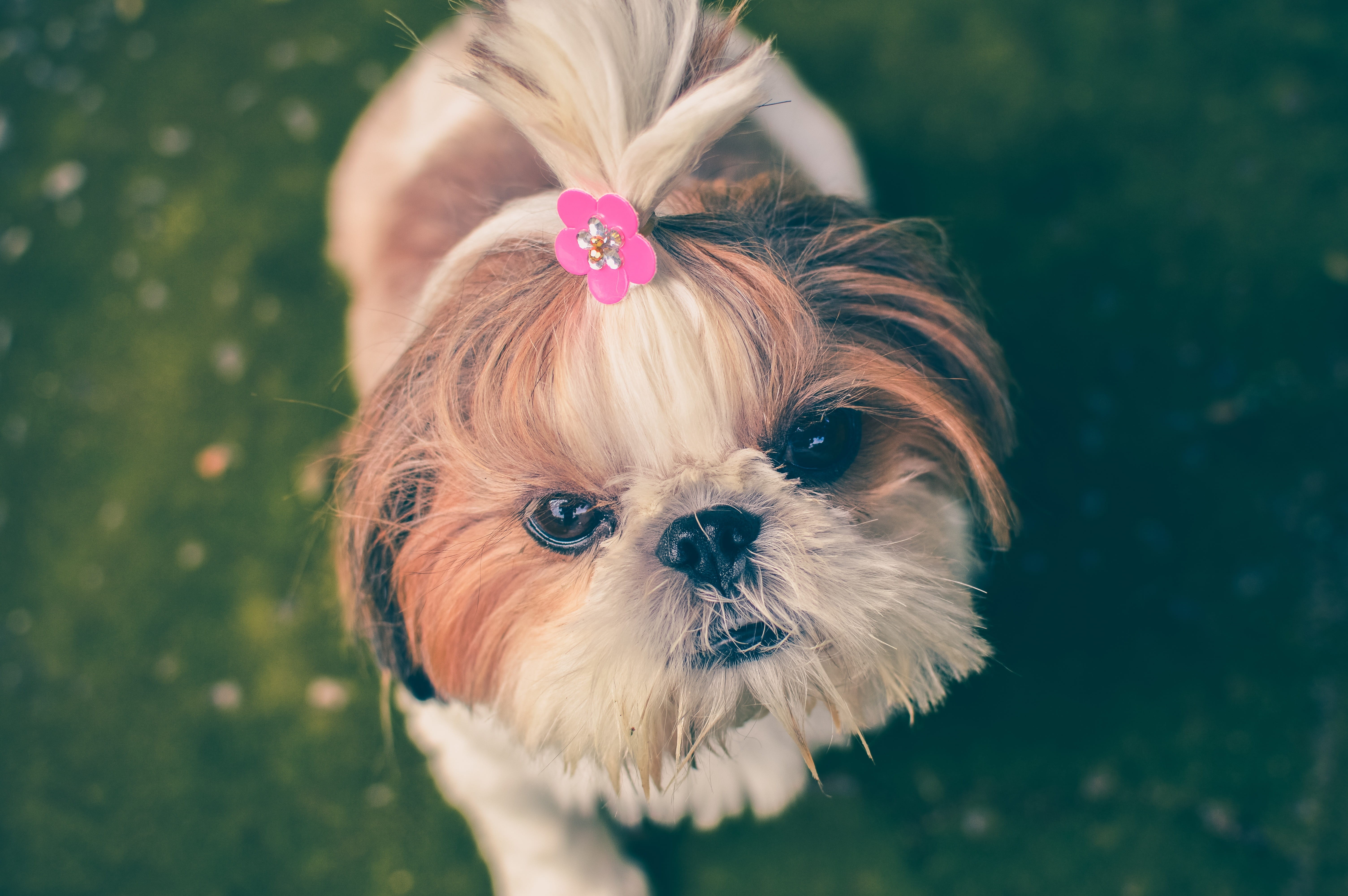 vertebrate, animal, puppy, brown, foxy, cute, 5K, canine, tzu, pets, lovely, one animal, shih, looking at camera, domestic animals, hair, white, shih tzu, HD Wallpaper