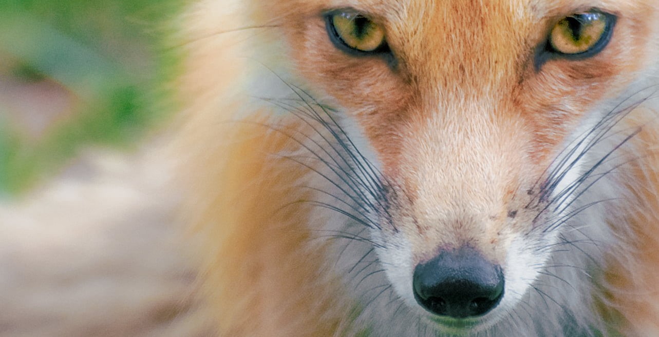 order, class, Vulpini, Eyes, species, captivating, fox, white fox, Caninae, tribe, Animalia, Caniformia, orange, Vulpes vulpes, Chordata, striking, beautiful, HD Wallpaper