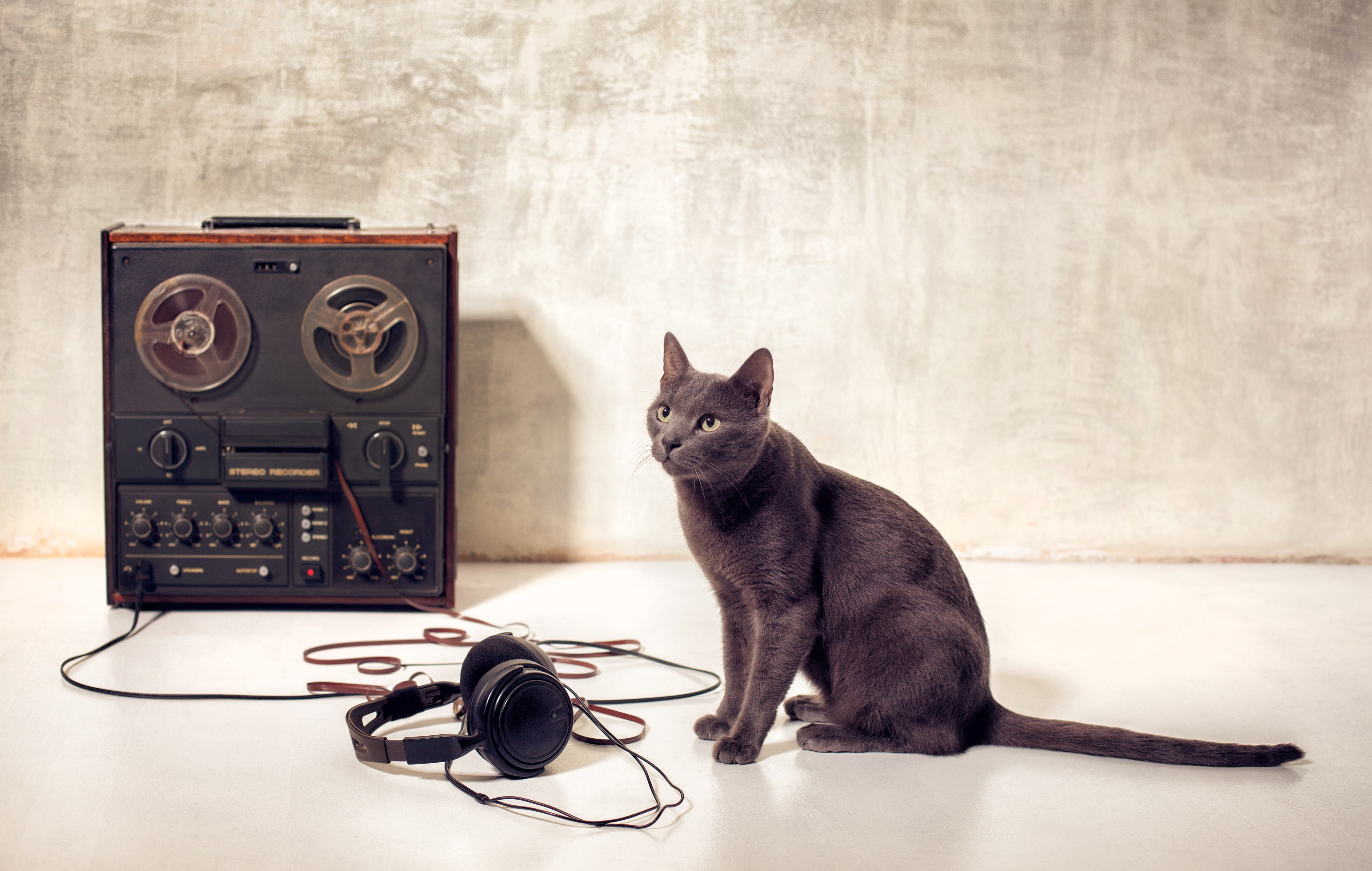 mustache, Meloman, film headphones, muzzle, retro, gray, foxy, green eyes, bokeh, paws, tape, reel, 5K, Tomcat, cat, tail, coated, breed Russian blue cat, HD Wallpaper