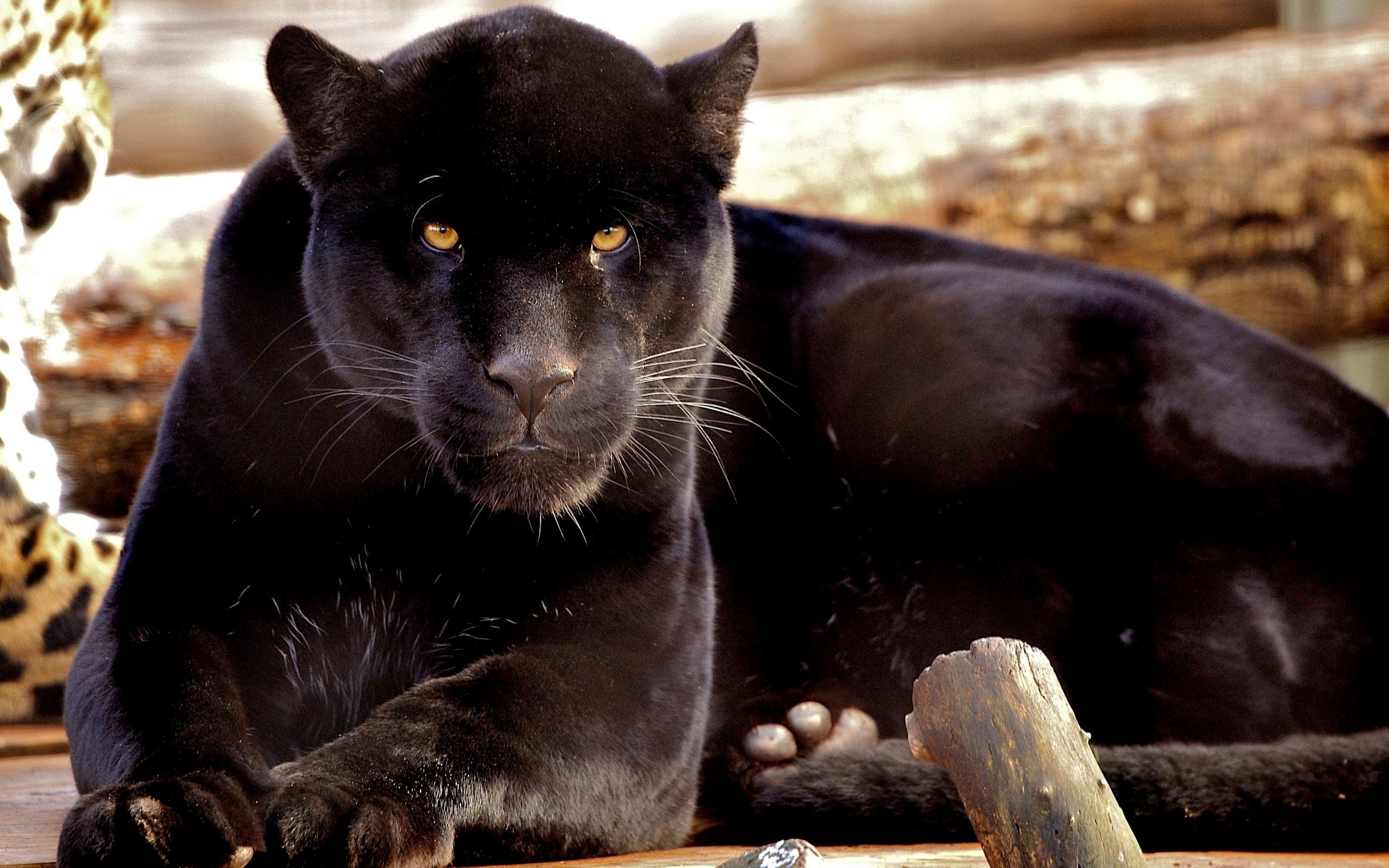 2K, phanter, Black, Panther, Carnivores, HD Wallpaper