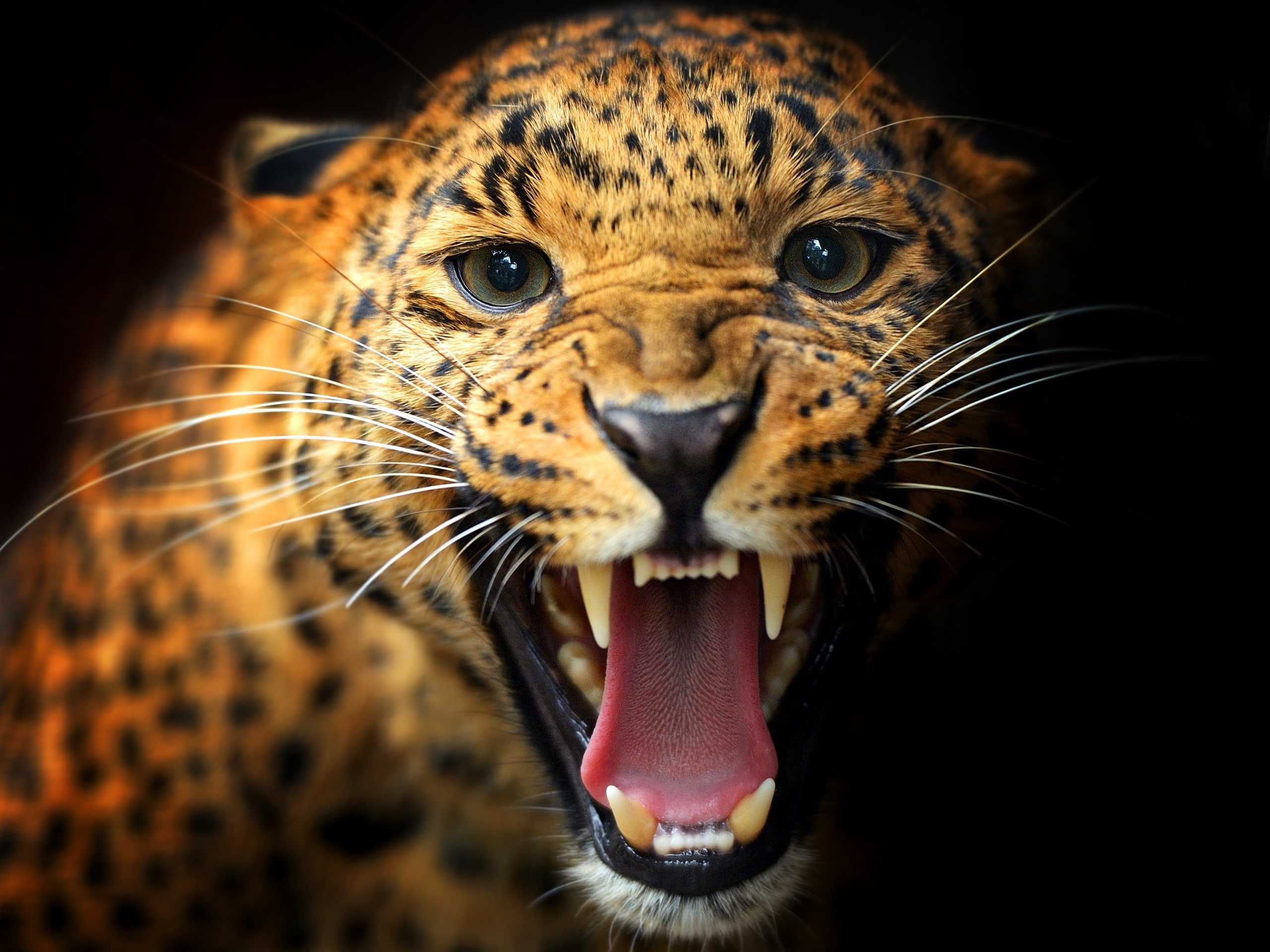 Animal, 2K, Black, Leopard, Eyes, Mustache, Background, close, Teeth, HD Wallpaper