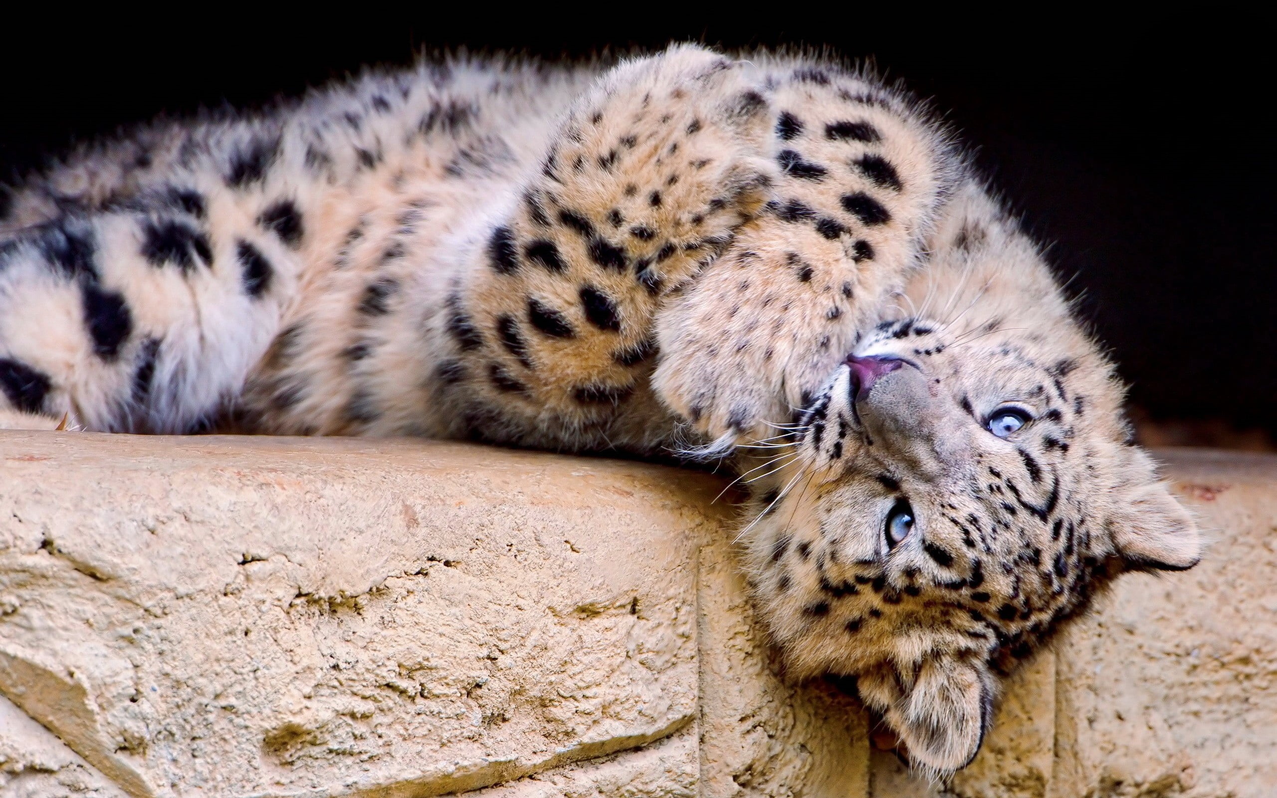 zoo, 2K, young animal, safari Animals, nature, spotted, playful, lying down, animal wildlife, animal Nose, white, looking, leopard, animals In The Wild, HD Wallpaper