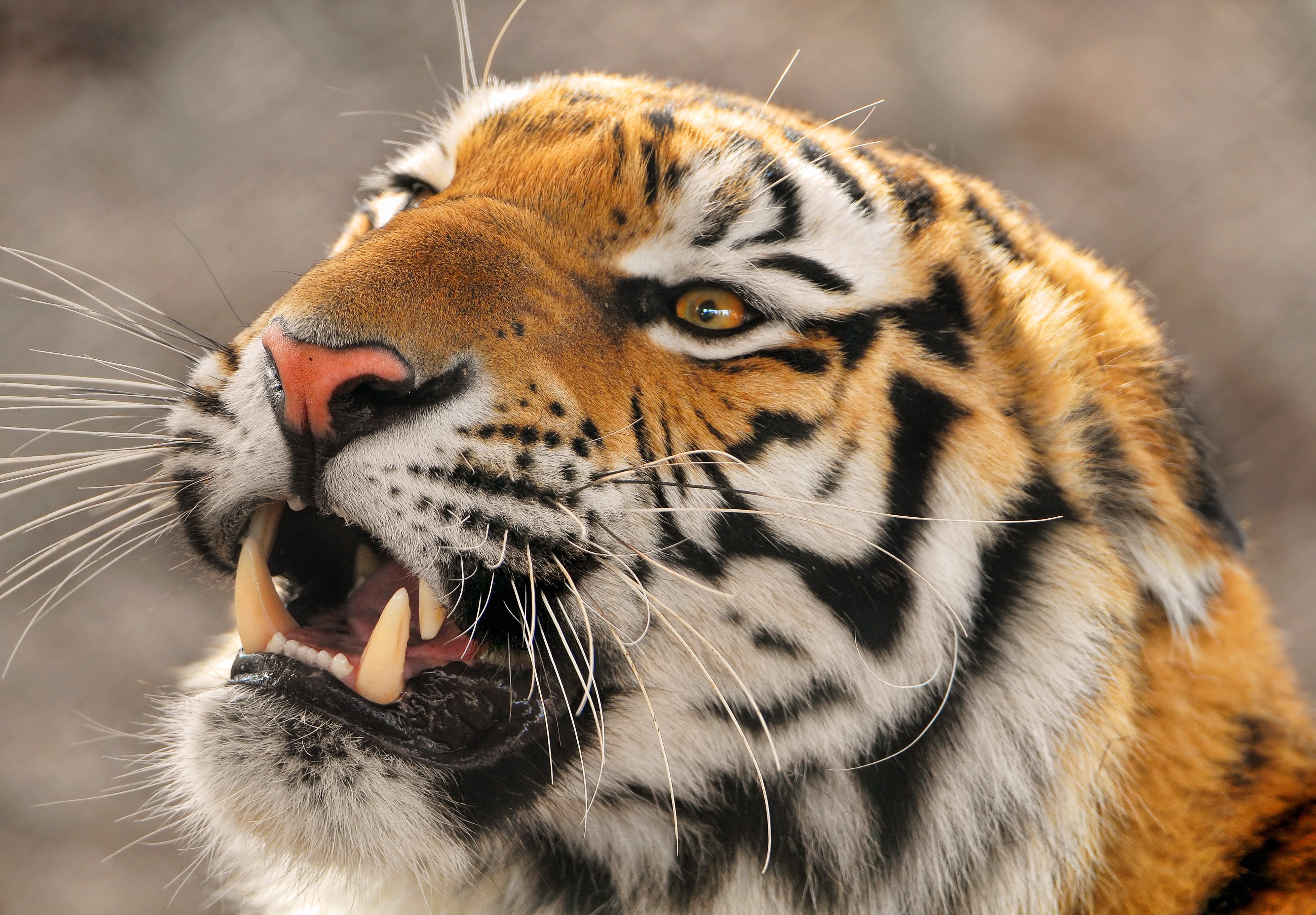 furious, animal Eye, animals In The Wild, nature, large, siberian Tiger, animal themes, zoo, portrait, mouth, mammal, animal Head, looking, bengal Tiger, HD Wallpaper