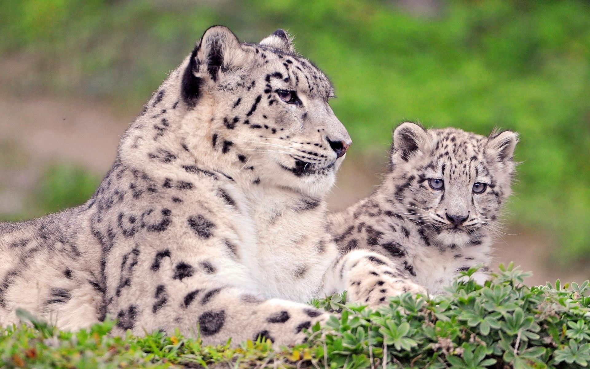 1080P, tiger, day, animal themes, carnivore, jaguar, prowling, no People, sit, endangered Species, snow leopard, animal, wildcat - Animal, spotted, cruel, HD Wallpaper