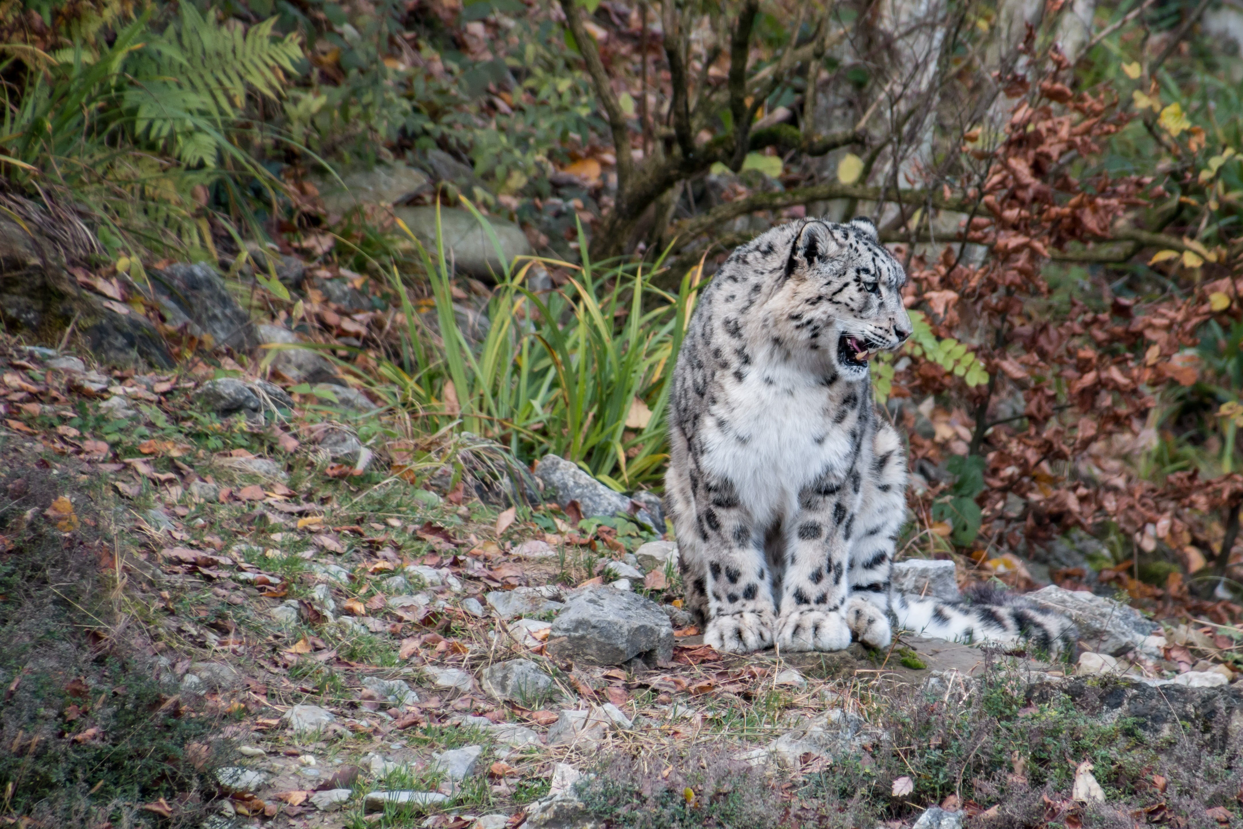 nature, animal wildlife, no People, animals In The Wild, close-up, extreme Terrain, spotted, safari Animals, fur, predator, extinct, animal, beauty In Nature, HD Wallpaper