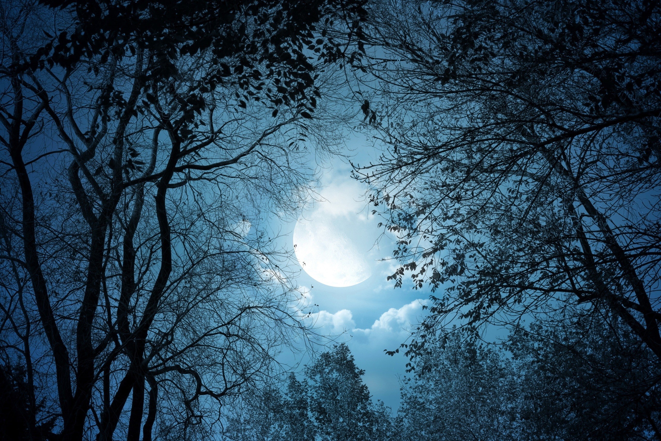 clouds, Moon, trees, cyan, fantasy art, artwork, moonlight, dark, 2K, night, forest, HD Wallpaper