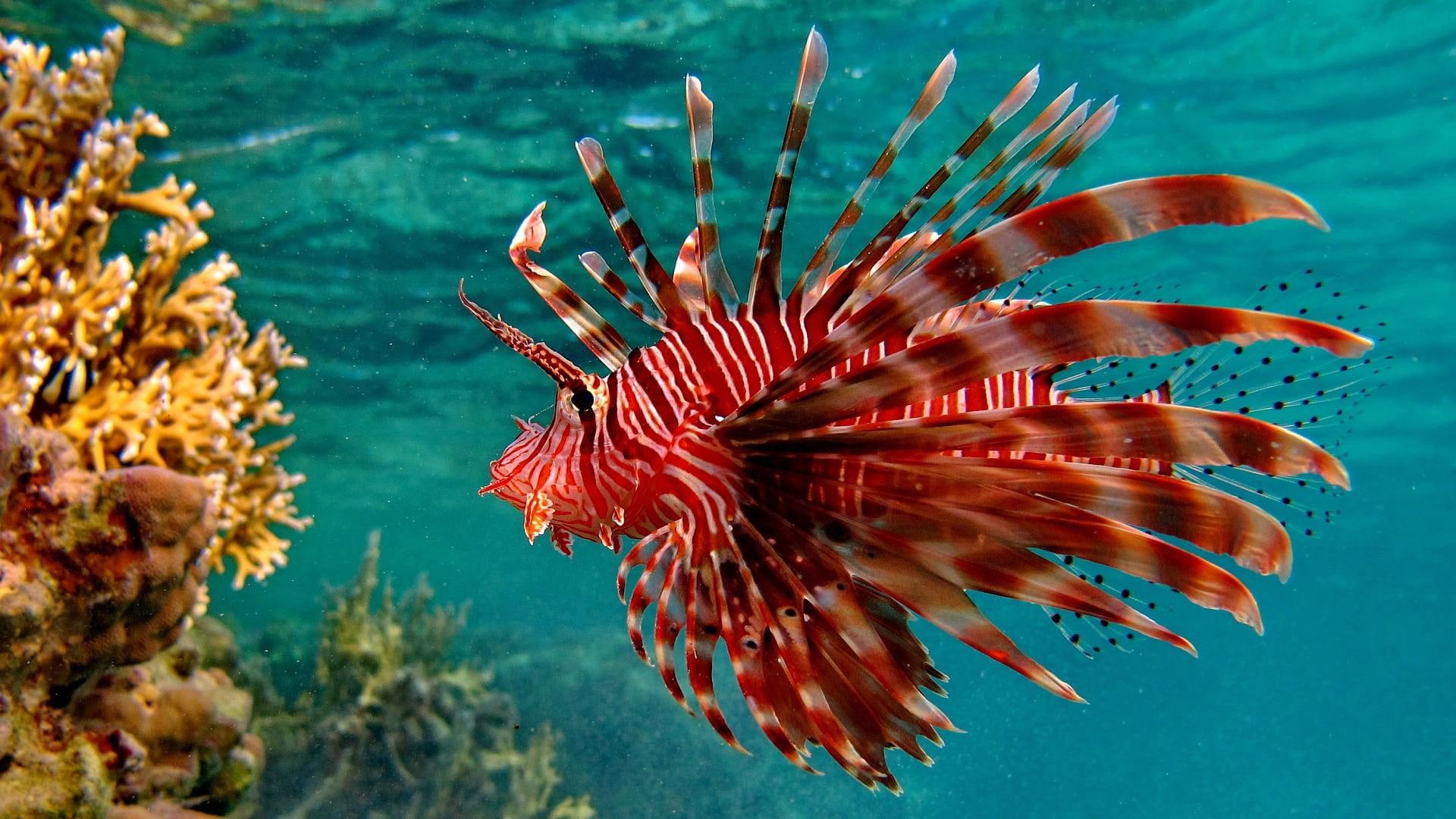 tropical, ocean, fishes, underwater, color, 1080P, sea, HD Wallpaper