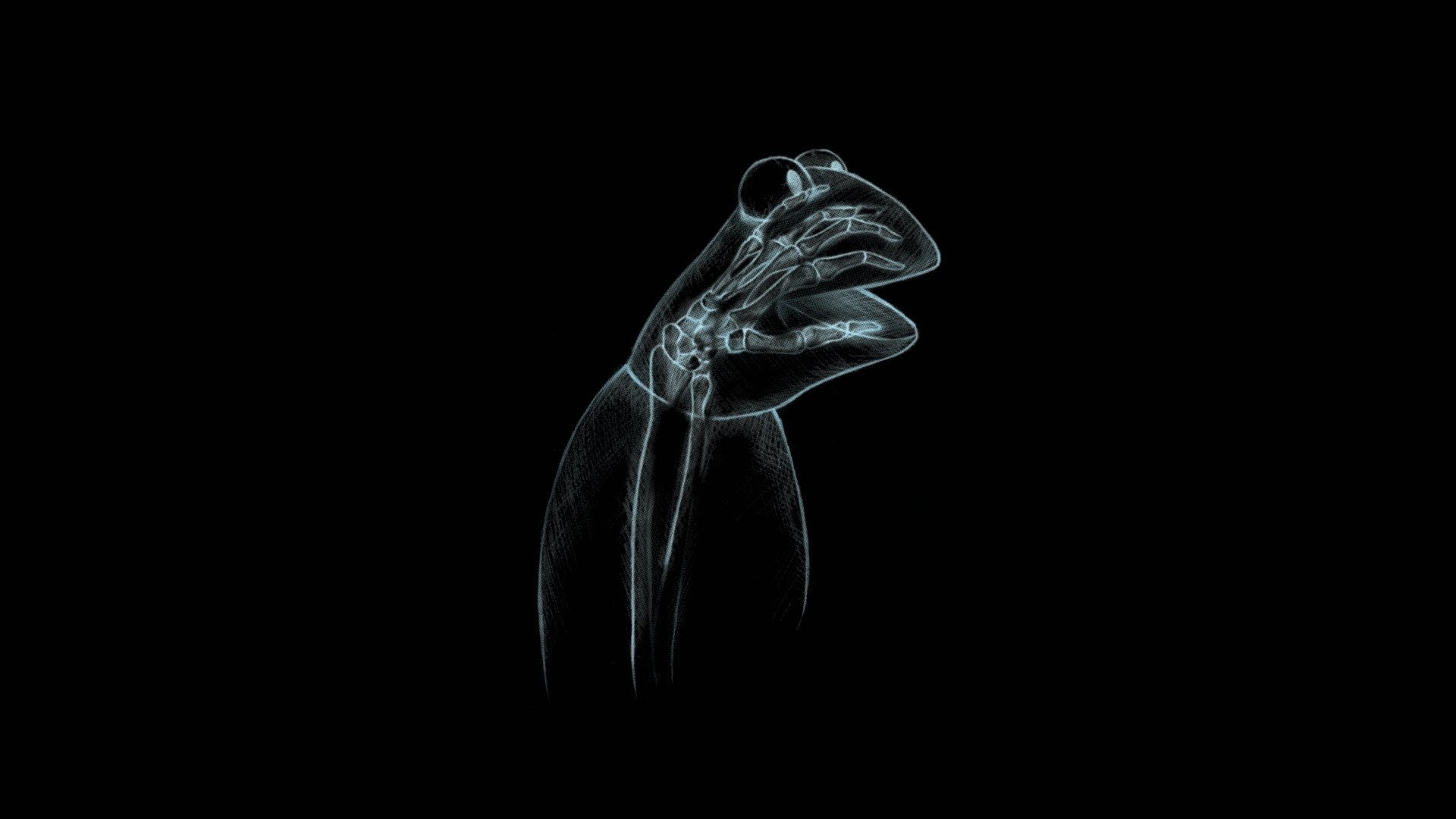 puppet, frog, kermit, x, street, art, solid, frogs, simplistic, simple, sesame, wal, Abstract, xray, animals, Cartoons, hd, 1080P, HD Wallpaper