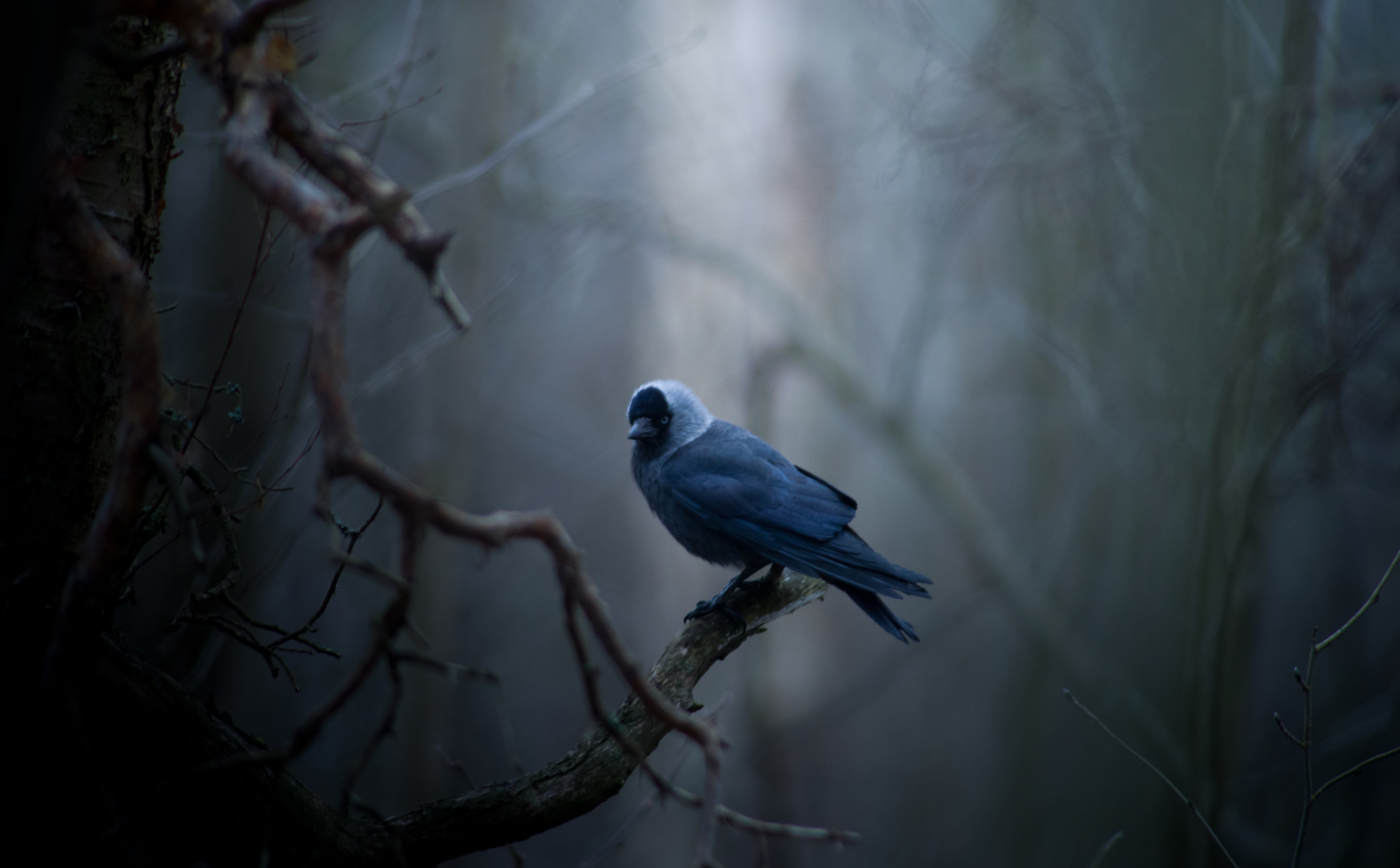 blue, close-up, nature, one animal, tree, animals in the wild, Dark, Bird, jackdaw, outdoors, Birds, no people, focus on foreground, animal, day, perching, HD Wallpaper