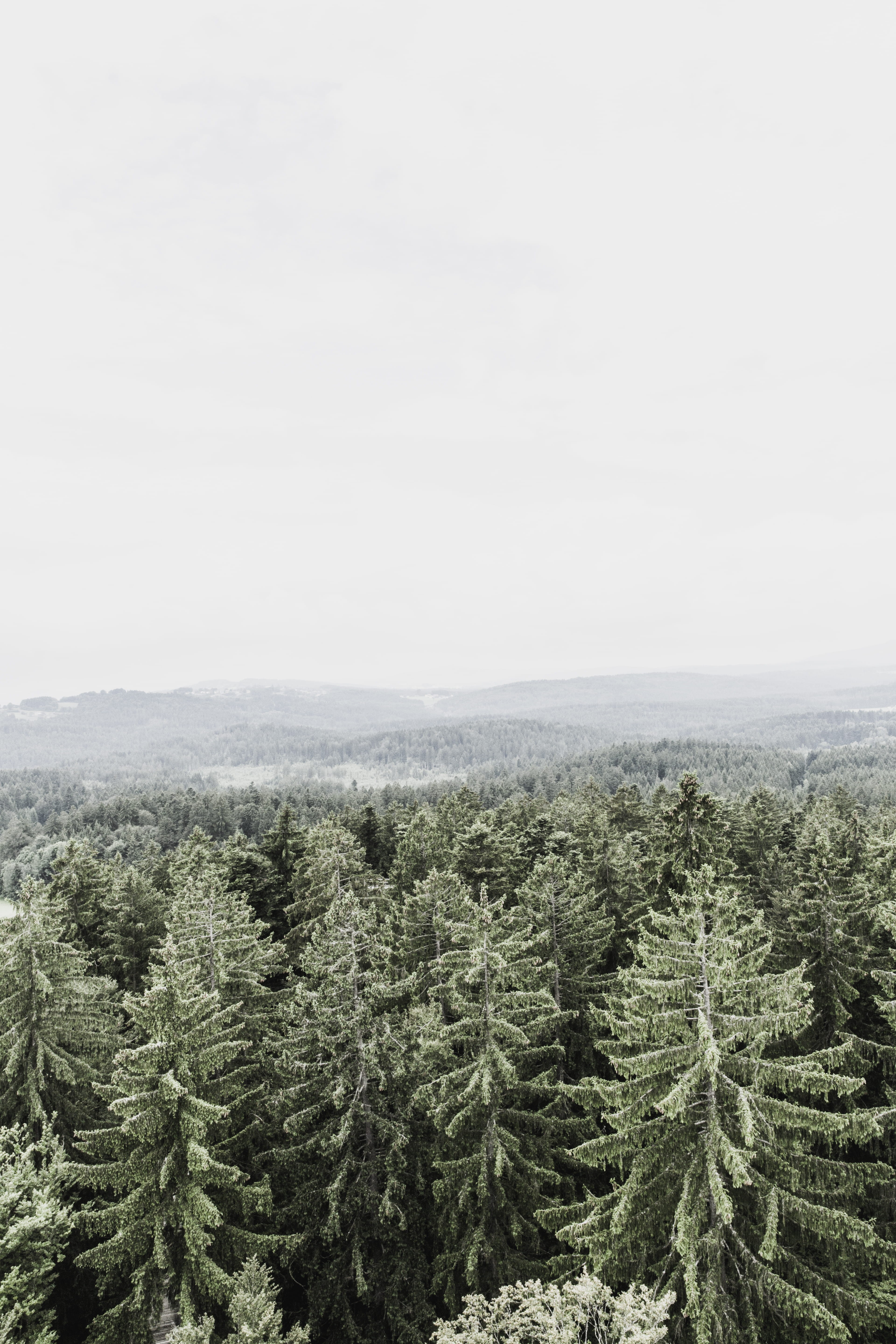 cloud, mountain, environment, no people, ranger, forest, outdoors, coniferous tree, scenics - nature, green color, fir tree, tranquil scene, copy space, Phone HD Wallpaper