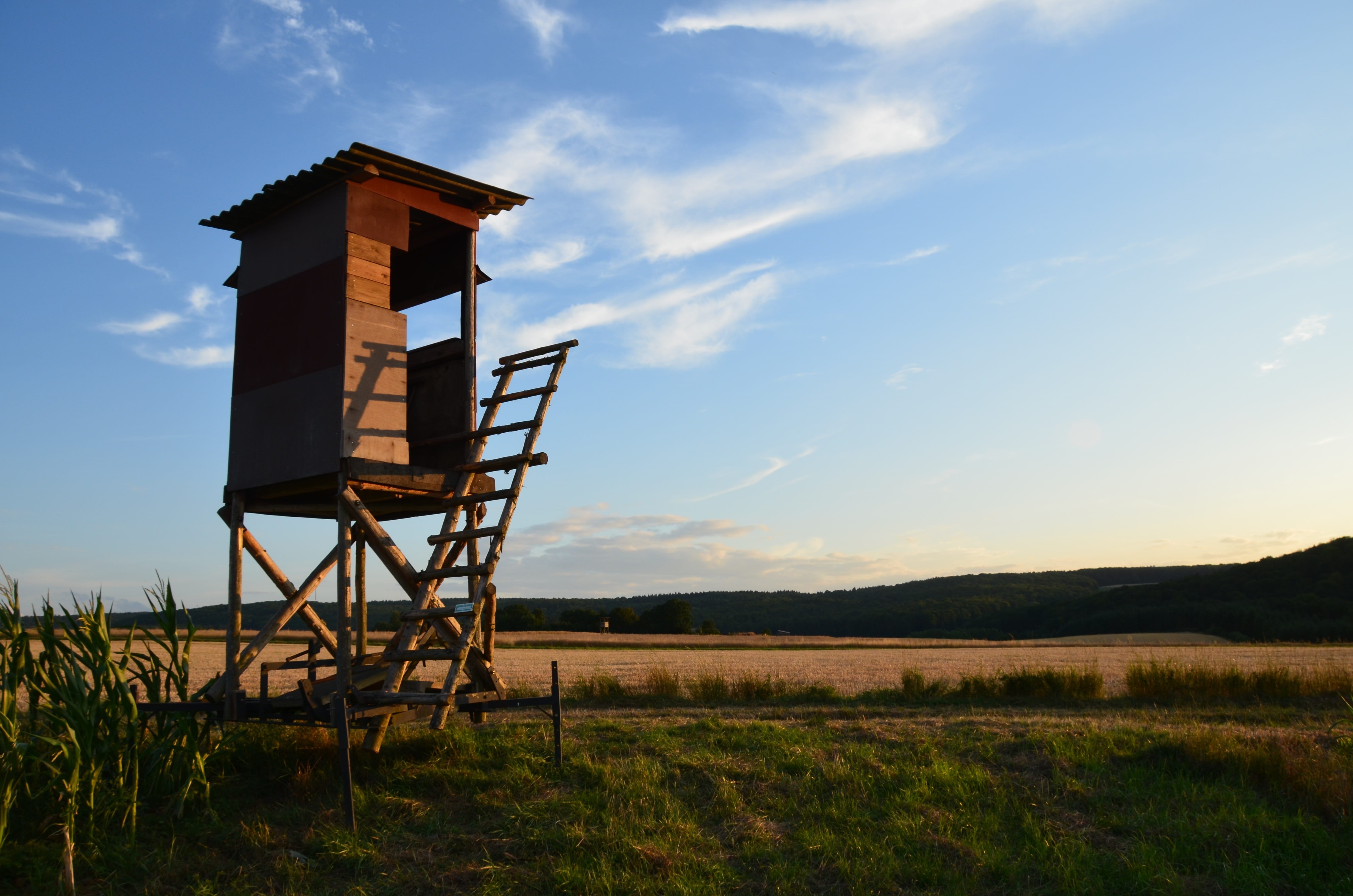 house, animal world, ladder, nature, ranger seat, environment, evening, wooden, hunting was, hunting, architecture, delight, forests, wooden tower, lookout tower, HD Wallpaper