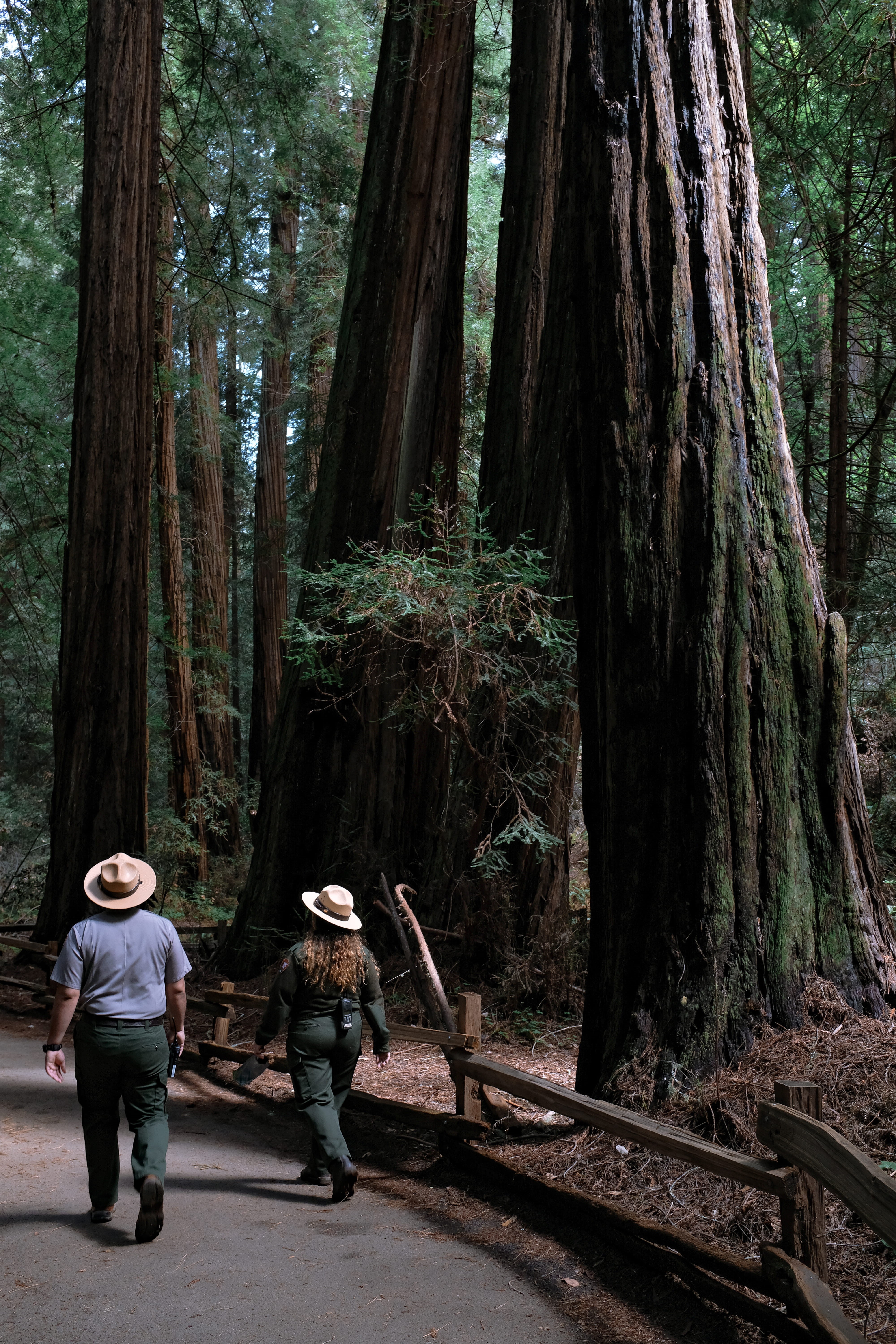 hats, 5K, national park, land, trunk, standing, lifestyles, plant, trees, full length, tree trunk, day, park ranger, two people, redwood, forest, united states, Phone HD Wallpaper