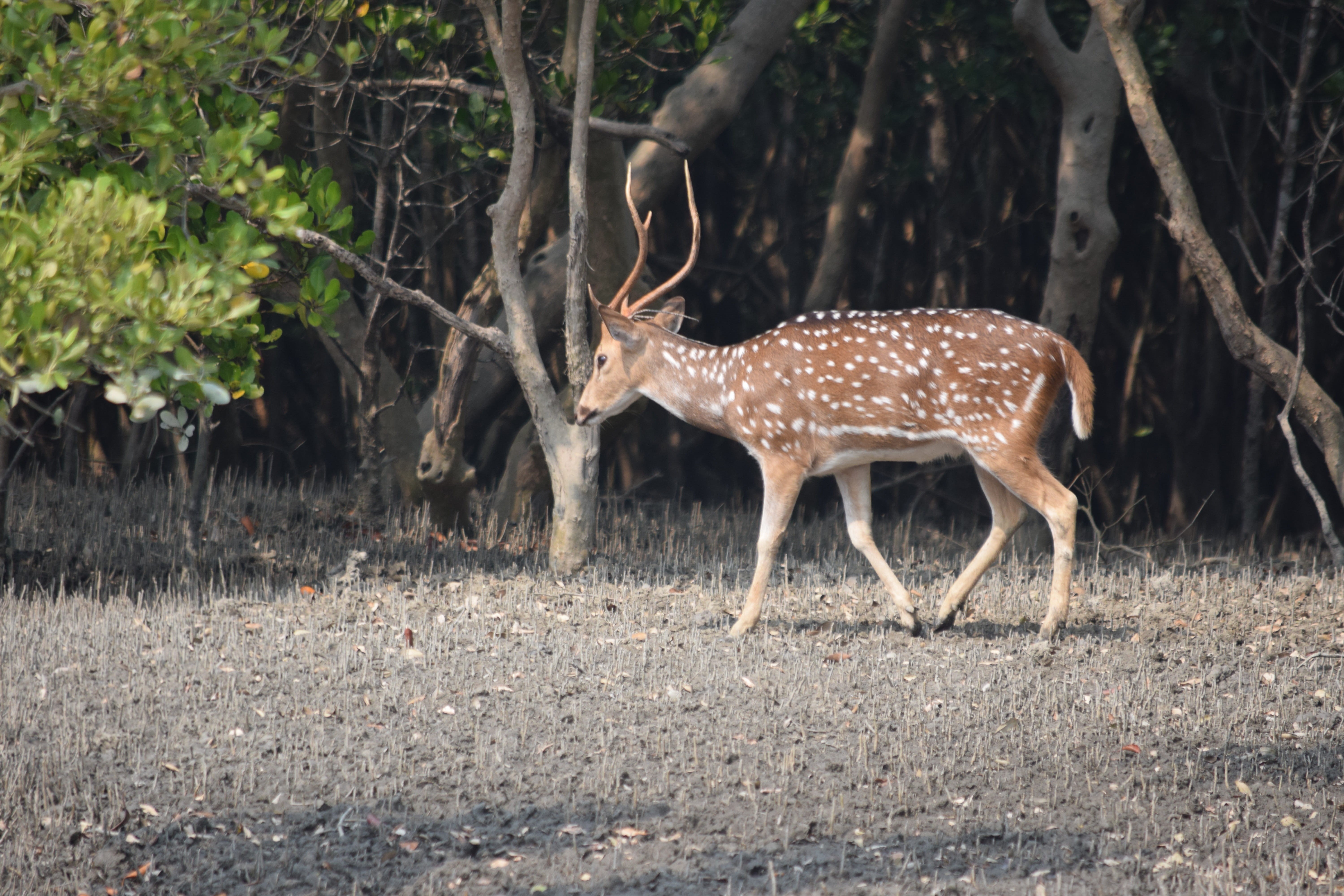 day, land, herbivorous, field, no people, one animal, sundarban, vertebrate, standing, outdoors, mammal, animal wildlife, spotted, forest, plant, animal, HD Wallpaper