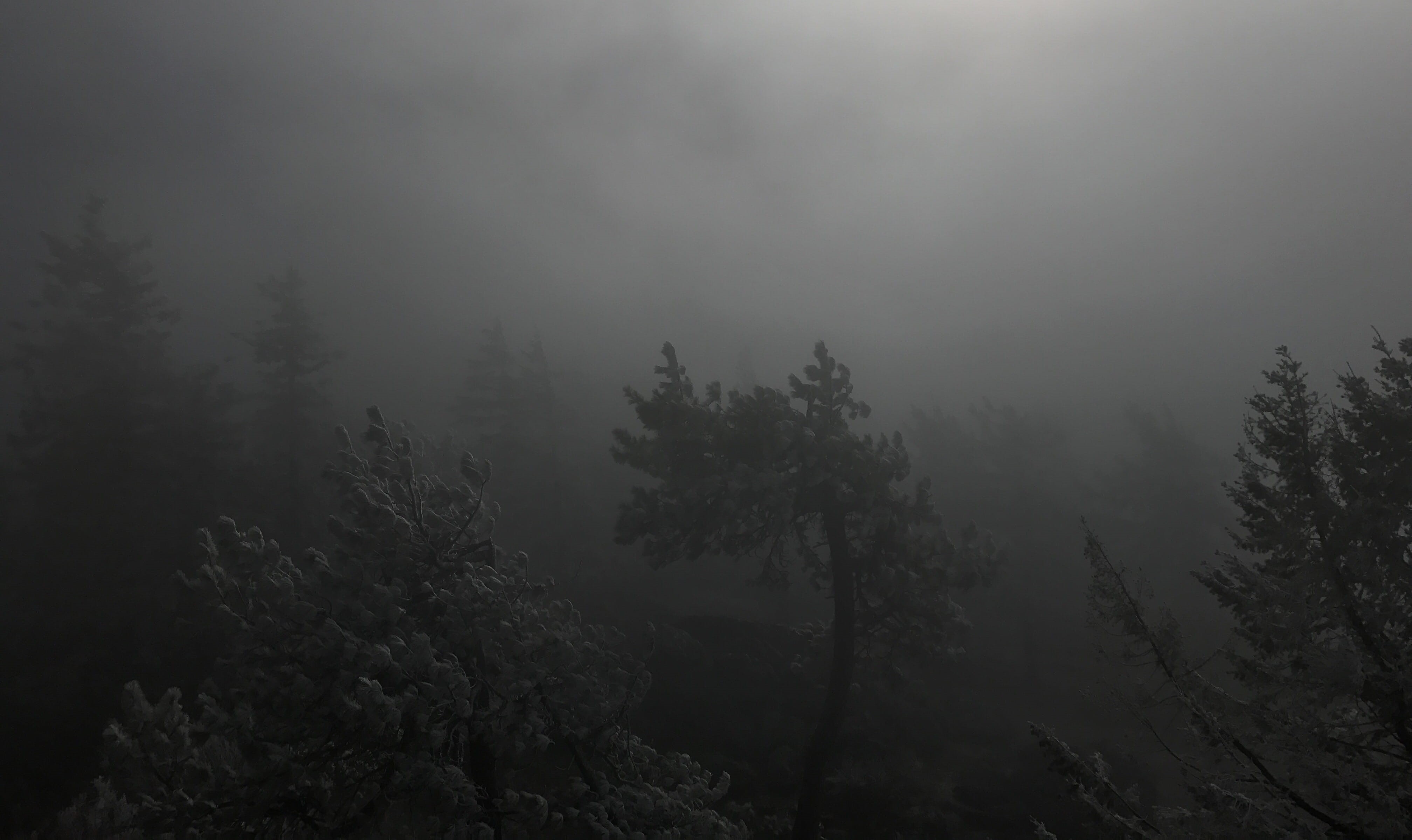tim burton, environment, sky, non-urban scene, coniferous tree, dark, no people, tranquil scene, spokane, plant, nature, mysterious, scenics - nature, forrest, HD Wallpaper