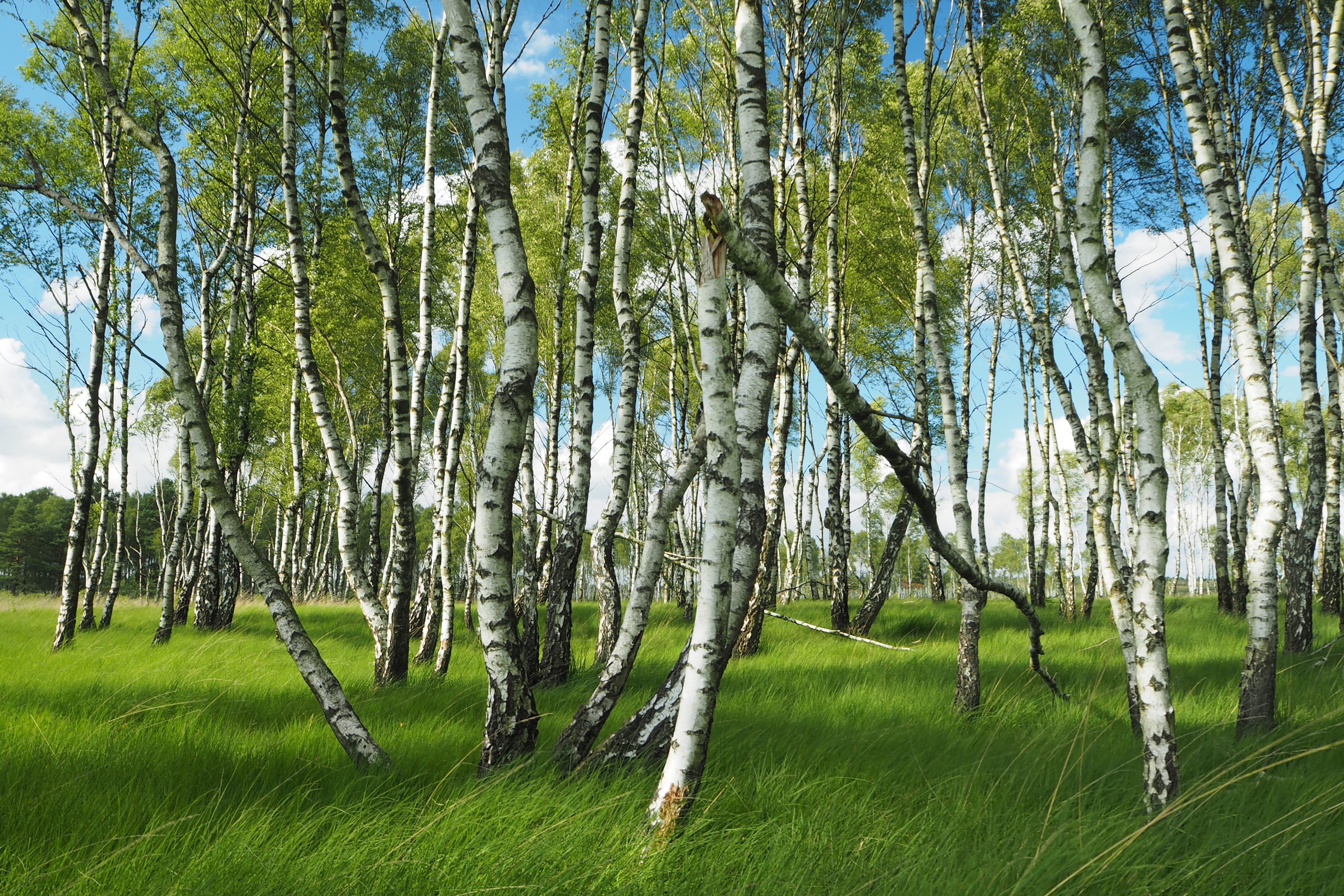 green color, forest, landscape, environment, grass, bergen-hohne nato base, tree, growth, no people, plant, land, tree trunk, lohheide, trunk, sky, nature, HD Wallpaper