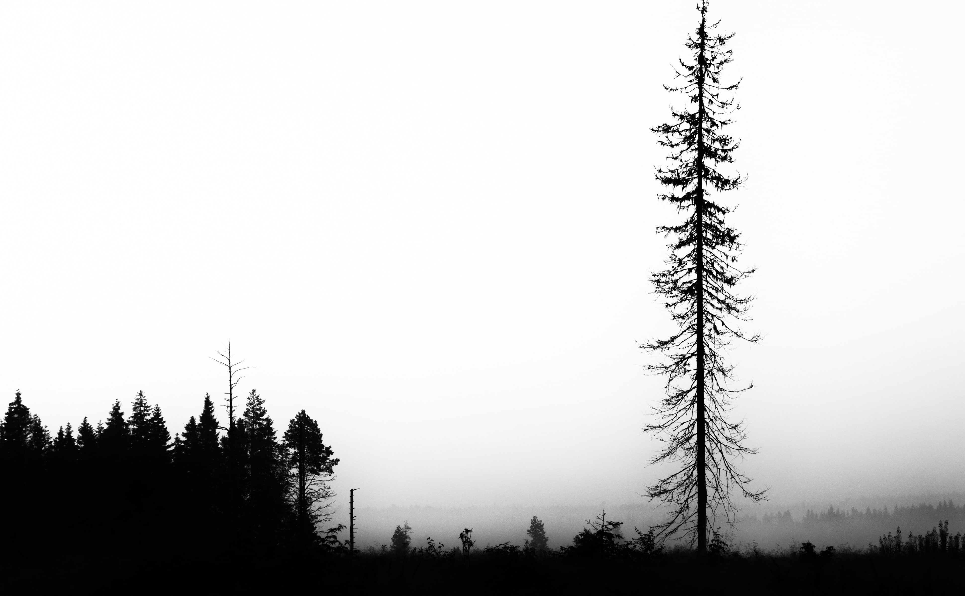 environment, silhouette, non-urban scene, fog, tranquility, Tall, growth, fir tree, Tree, copy space, woodland, 4K, tranquil scene, Lonely, White, no people, HD Wallpaper