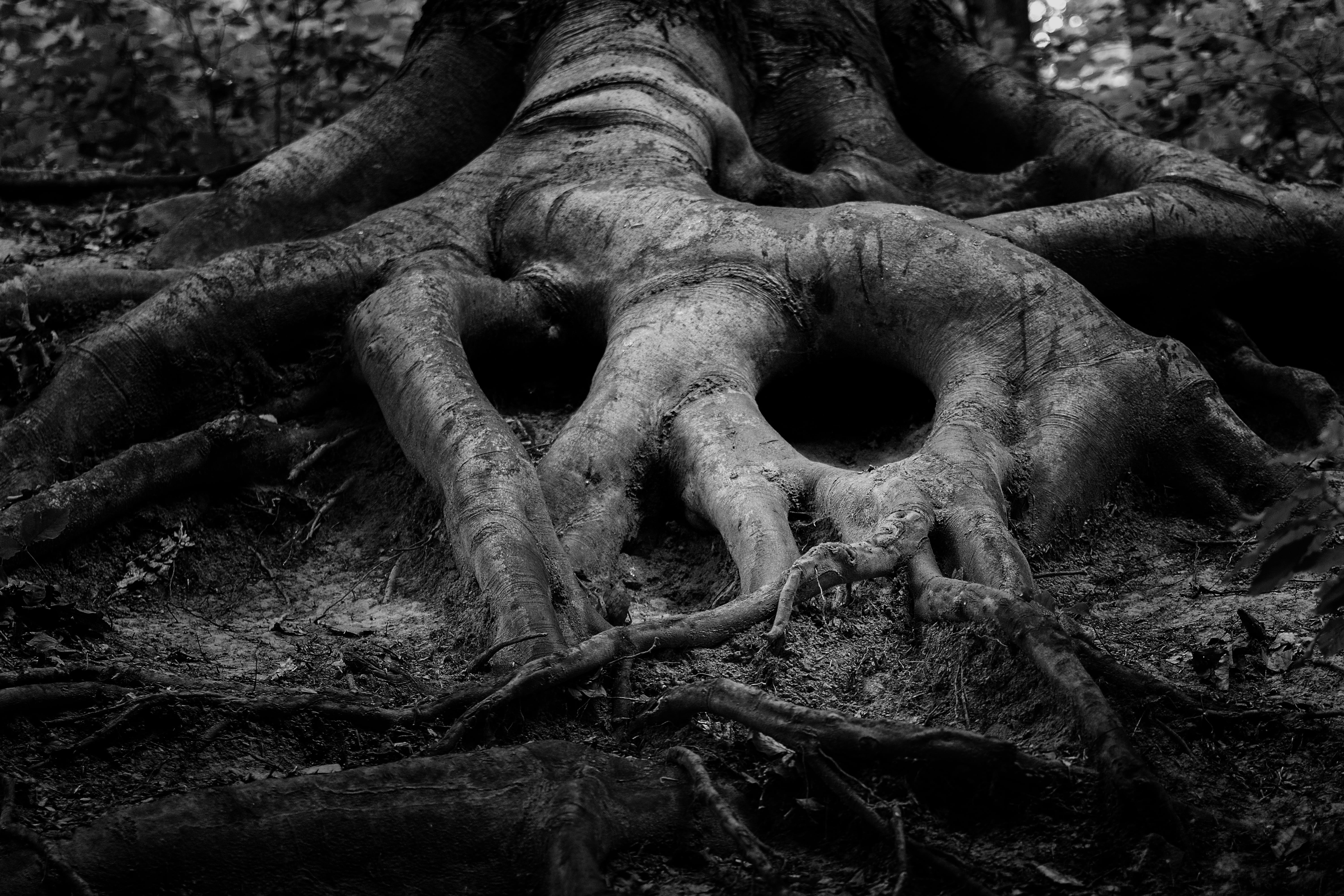 forrest, representation, creativity, nature, tree roots, low angle view, focus on foreground, tree trunk, art and craft, plant, art, forest, wood, close-up, HD Wallpaper