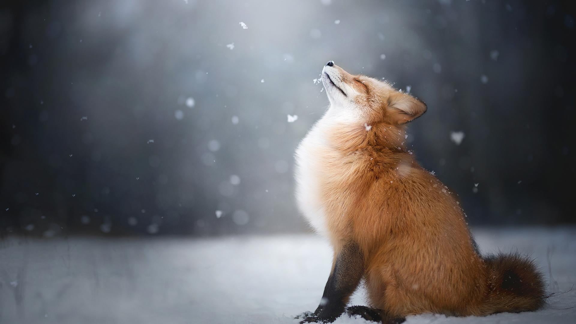 red, domestic animals, landscape, animal themes, dog, animal wildlife, animals, animals in the wild, one animal, vertebrate, pets, domestic, winter, snow, HD Wallpaper