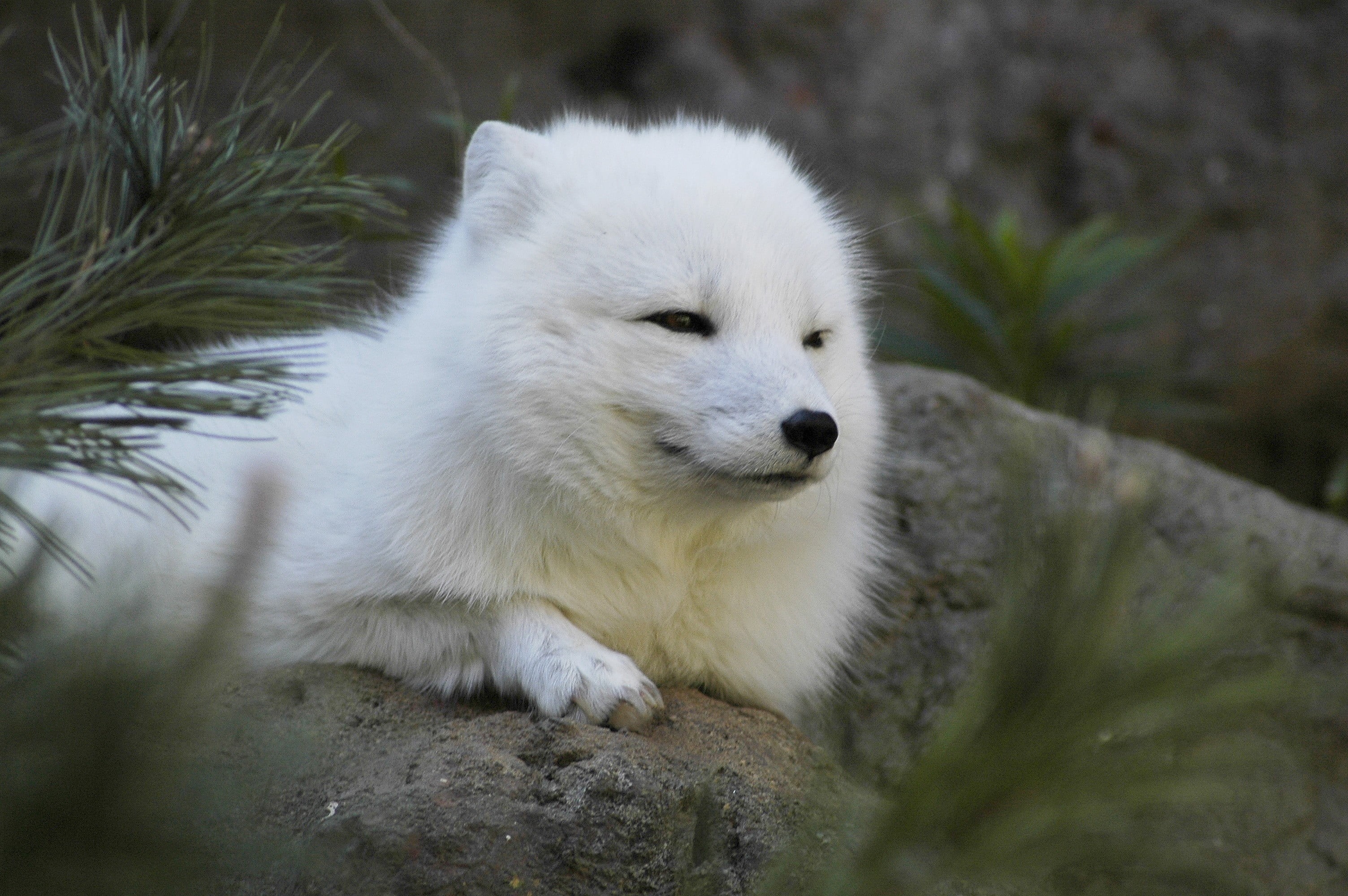 2K, dog, animals in the wild, relaxation, one animal, animal themes, coated, outdoors, animal, white, white color, animal wildlife, vertebrate, day, zoo, HD Wallpaper
