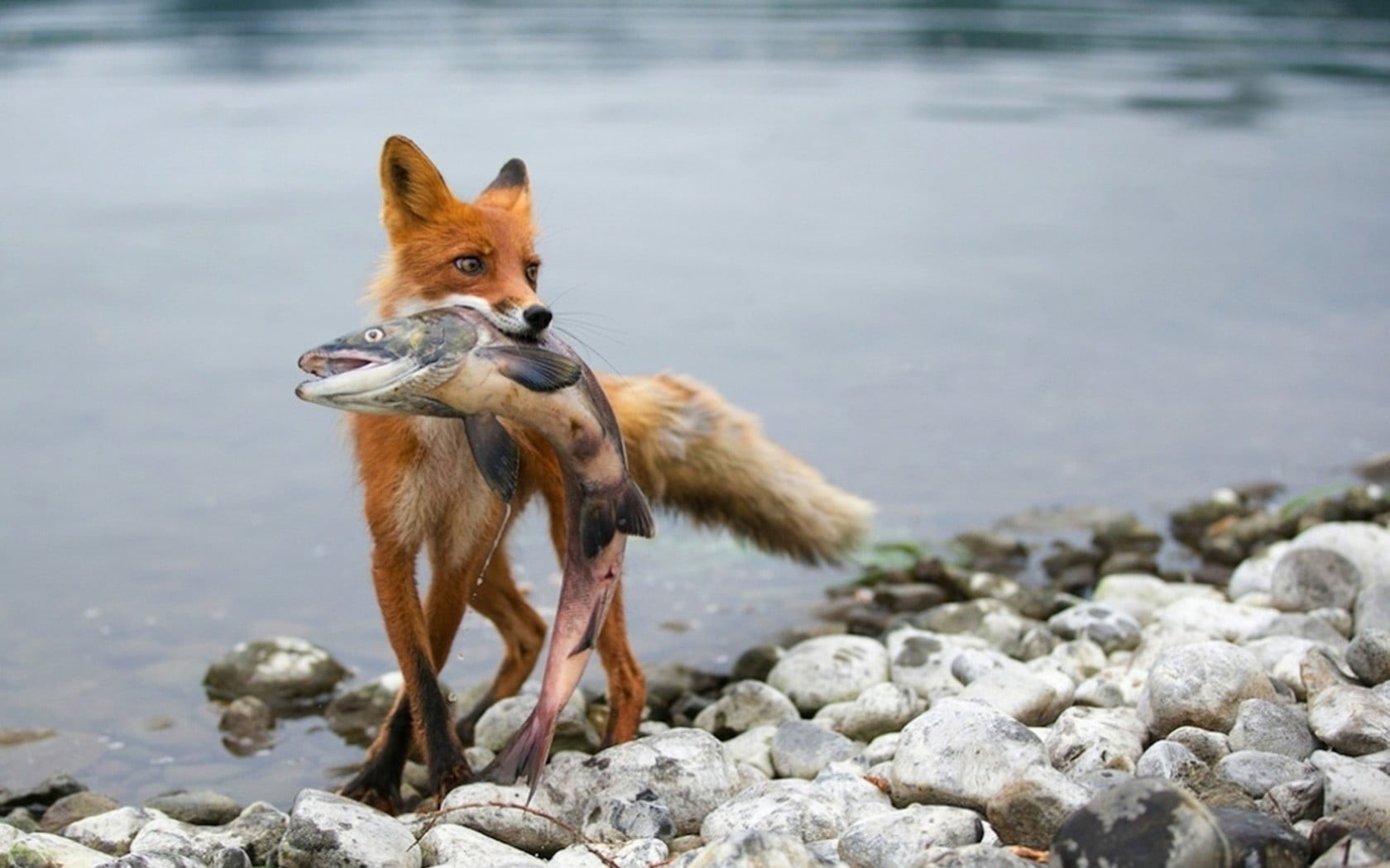 day, pets, hunter, mammal, fox, outdoors, one animal, rock, nature, domestic, solid, gray, rock - object, animal wildlife, animals in the wild, animals, HD Wallpaper