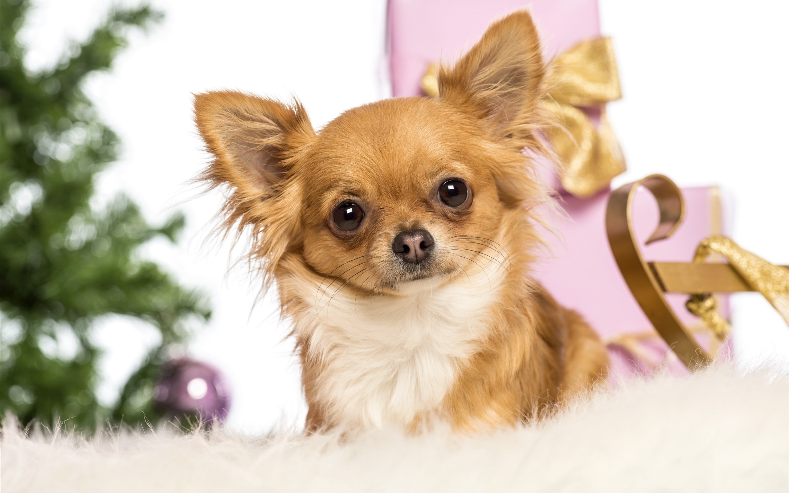 Dog, size, Cute, small, medium, white, Pets, brown, Fox, coat, 2K, HD Wallpaper