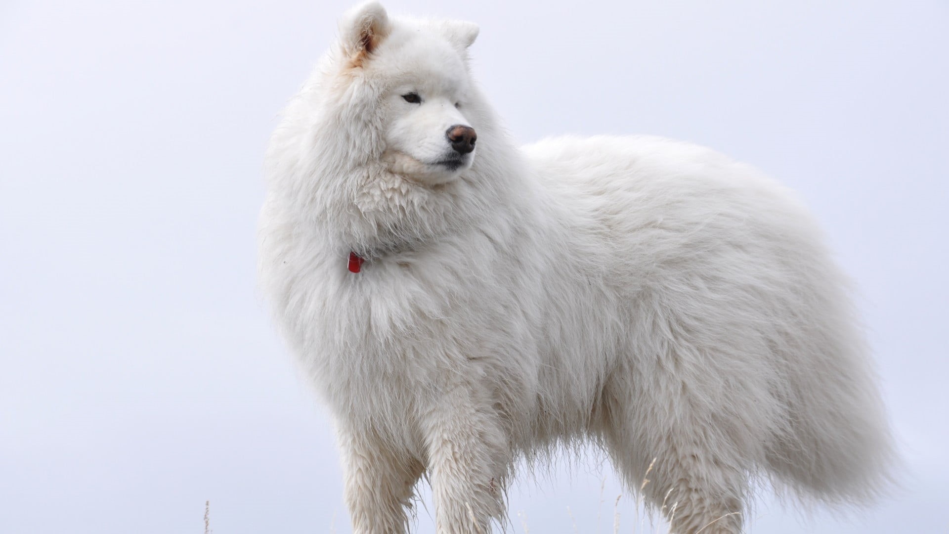 vertebrate, animal, animals, white color, animal wildlife, snow, domestic, domestic animals, canine, winter, animals in the wild, animal themes, one animal, HD Wallpaper