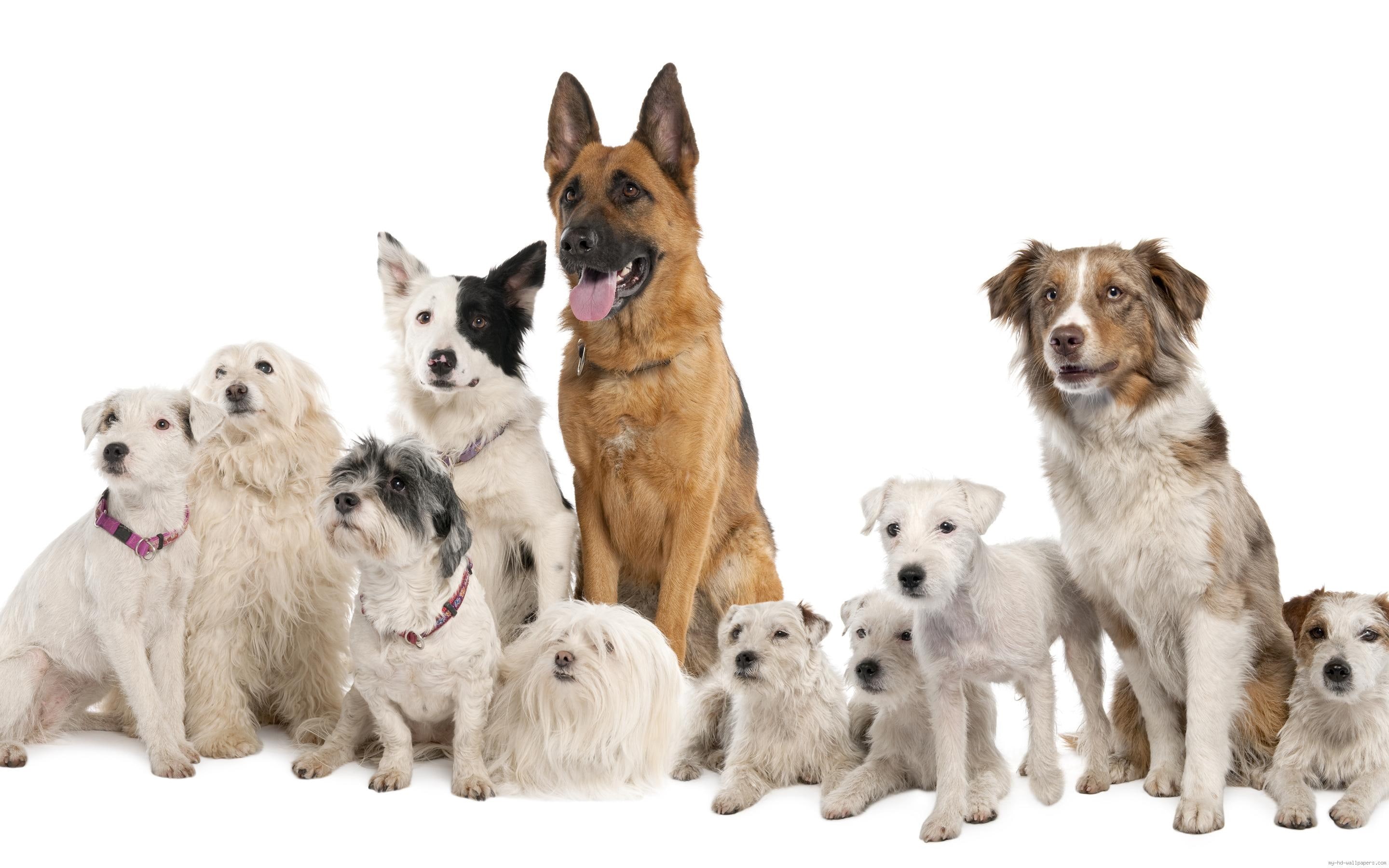 pet, animal, 2K, dogs, background, pack, breeds, dog, different, white, HD Wallpaper