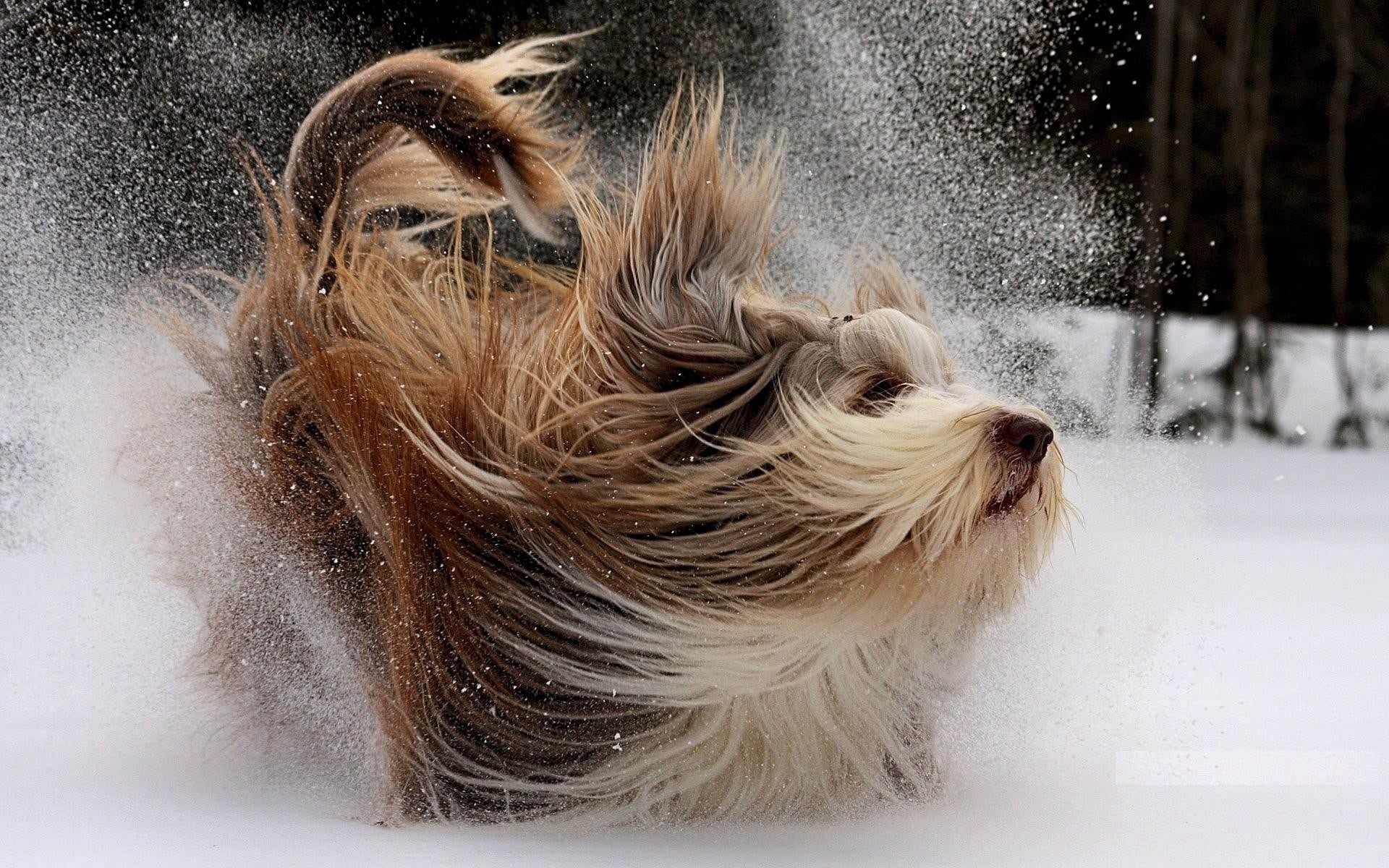 indoors, yorkshire terrier, 1080P, canine, cold temperature, animals, animal, hair, one animal, pets, coated, snow, long, day, vertebrate, white, no people, HD Wallpaper