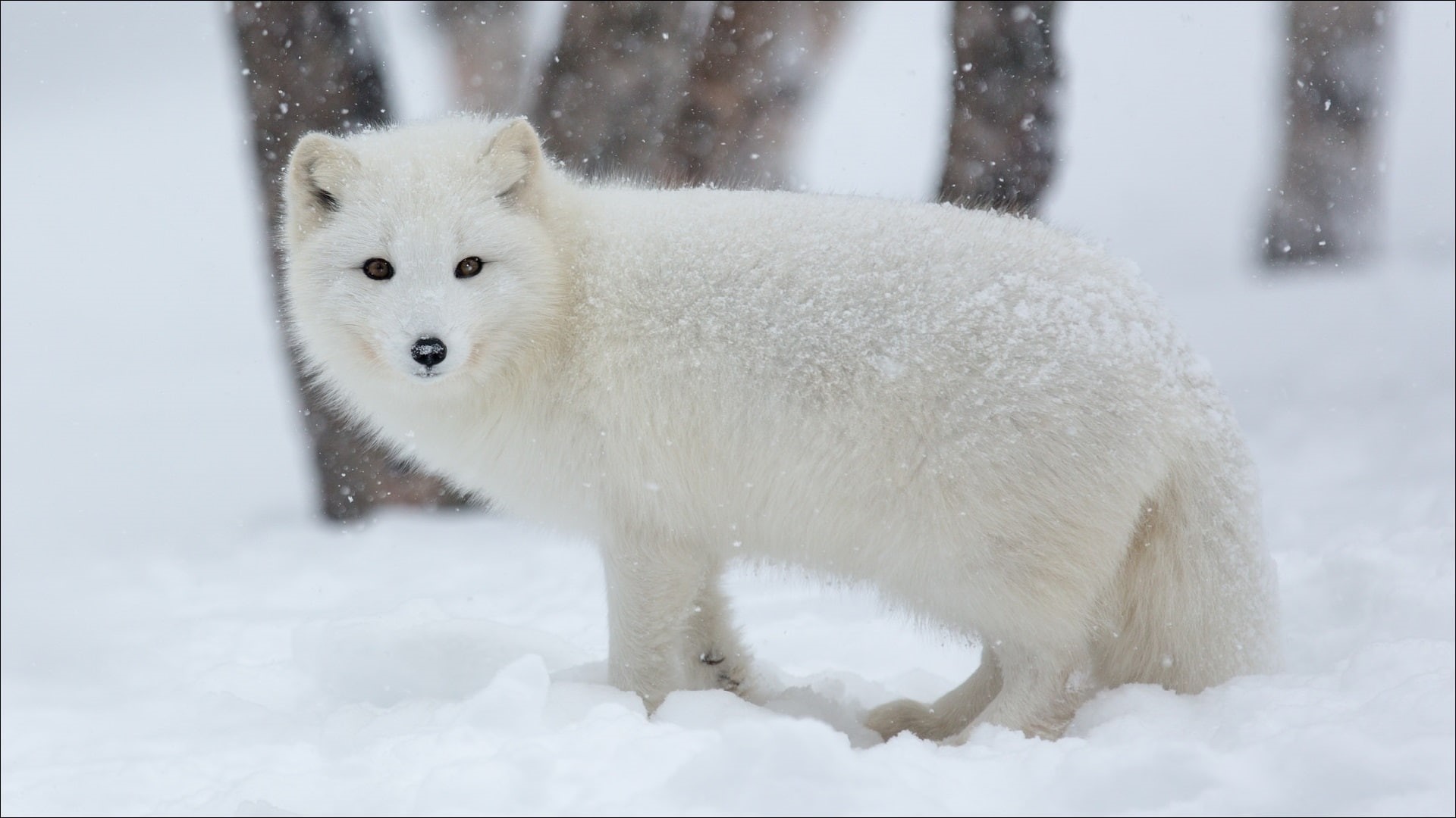 Fox, Winter, coated, long, 1080P, Snow, white, Arctic, dog, HD Wallpaper