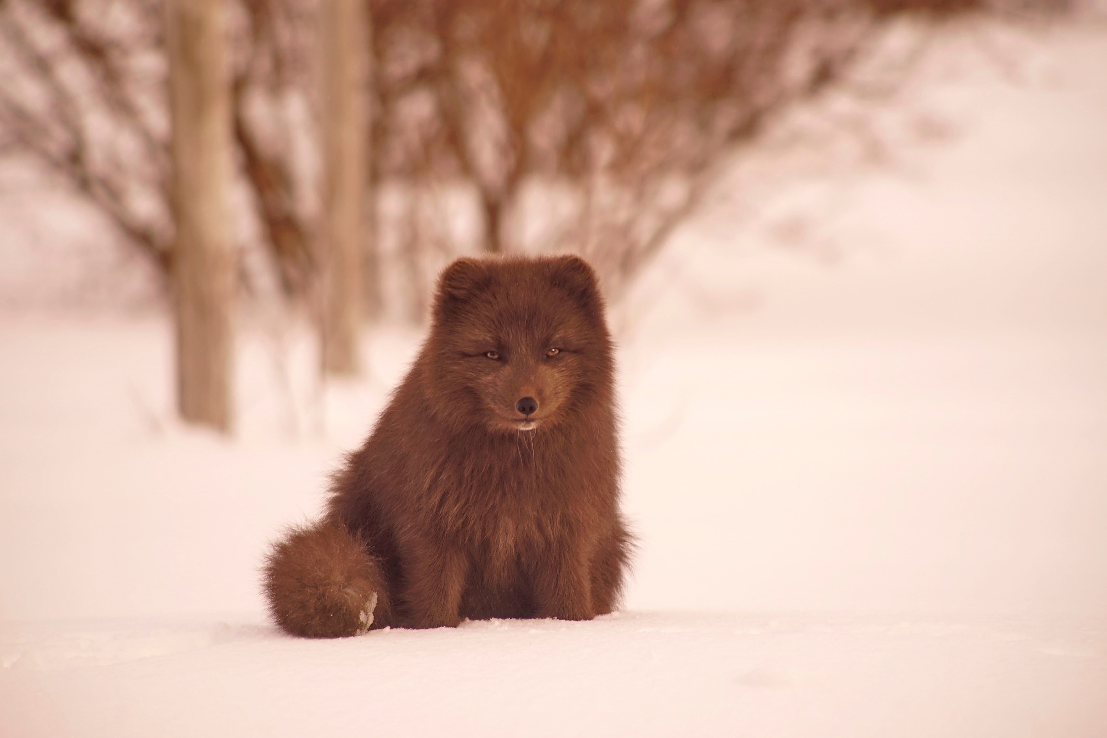 4K, wild, no People, innocence, fur, survival, arctic, nature, looking at camera, animal themes, animals, natural, wildlife, brown, animals In The Wild, HD Wallpaper