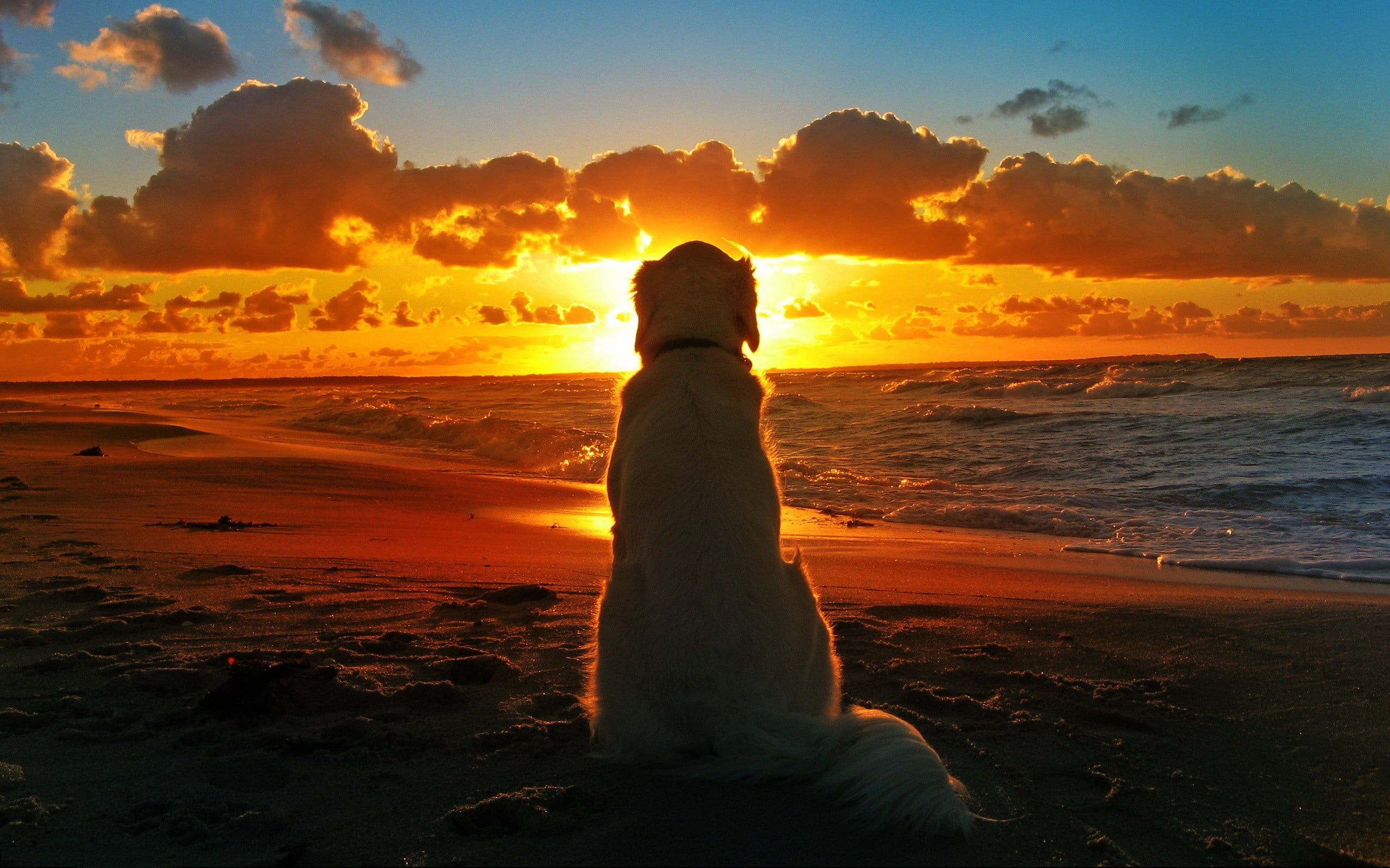 summer, lifestyles, near, women, waves, sunrise - Dawn, sunlight, standing, dog, outdoors, females, tropical Climate, sunset, one Person, looking into the distance, HD Wallpaper