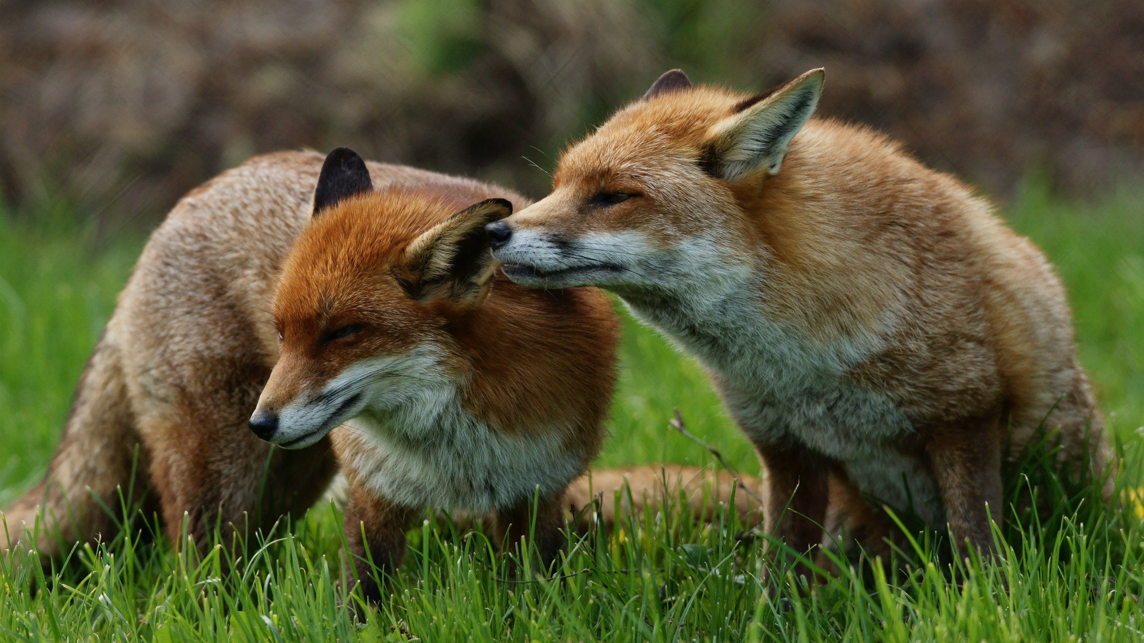 nature, grass, 4K, wild Dog, two, mammal, fox, foxes, chicken, red, carnivore, wildlife, animal, animals In The Wild, red Fox, HD Wallpaper